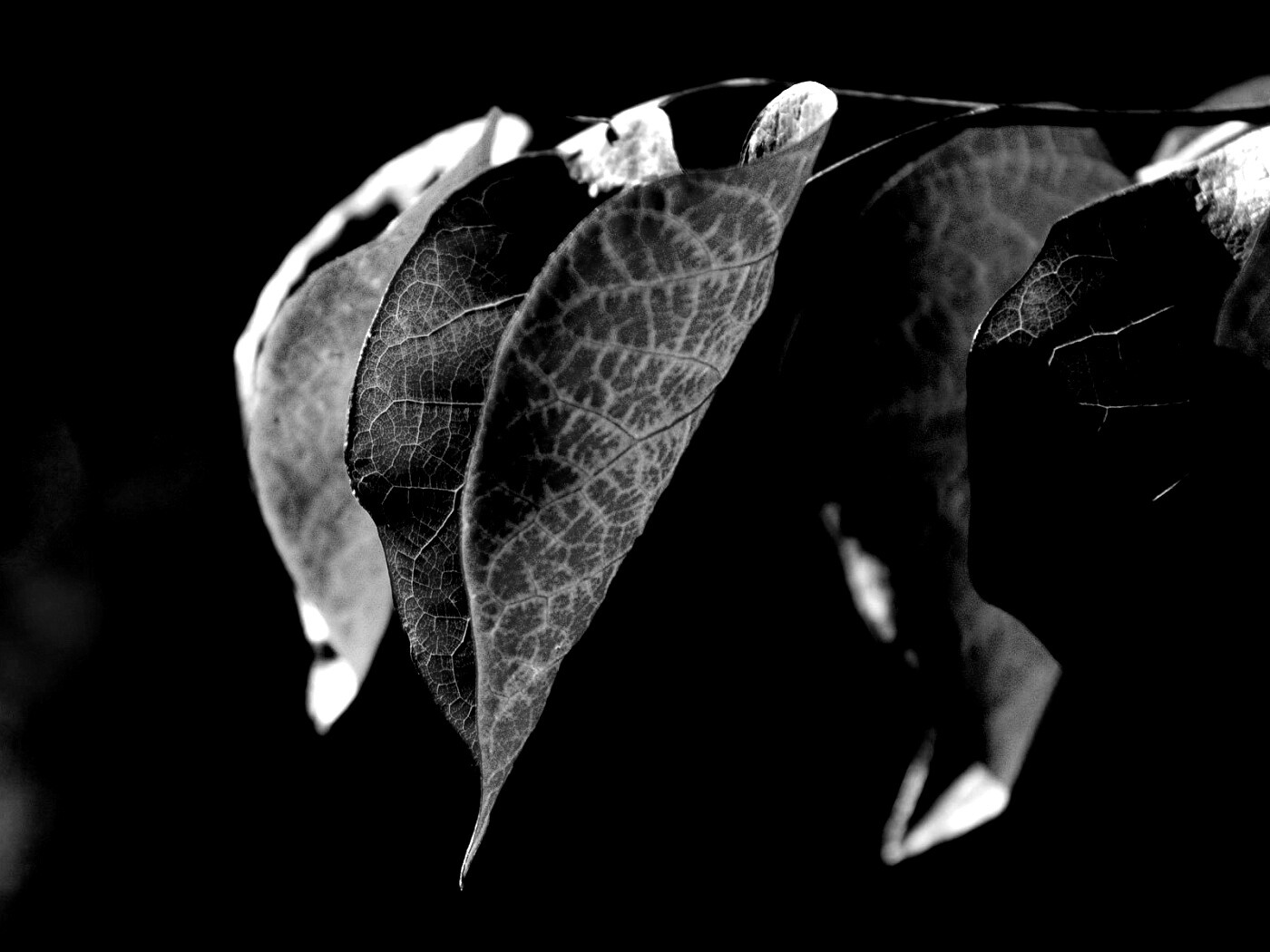 Ветка красных листьев обои