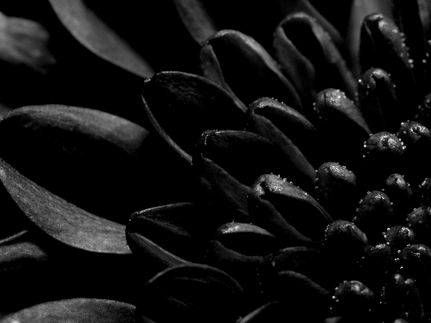 Лепестки хризантемы обои