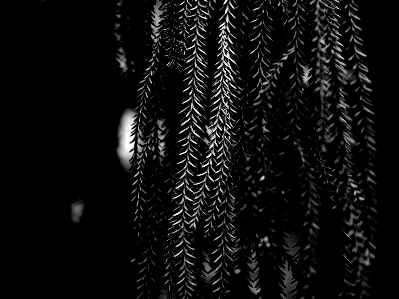 Зеленые колючки обои