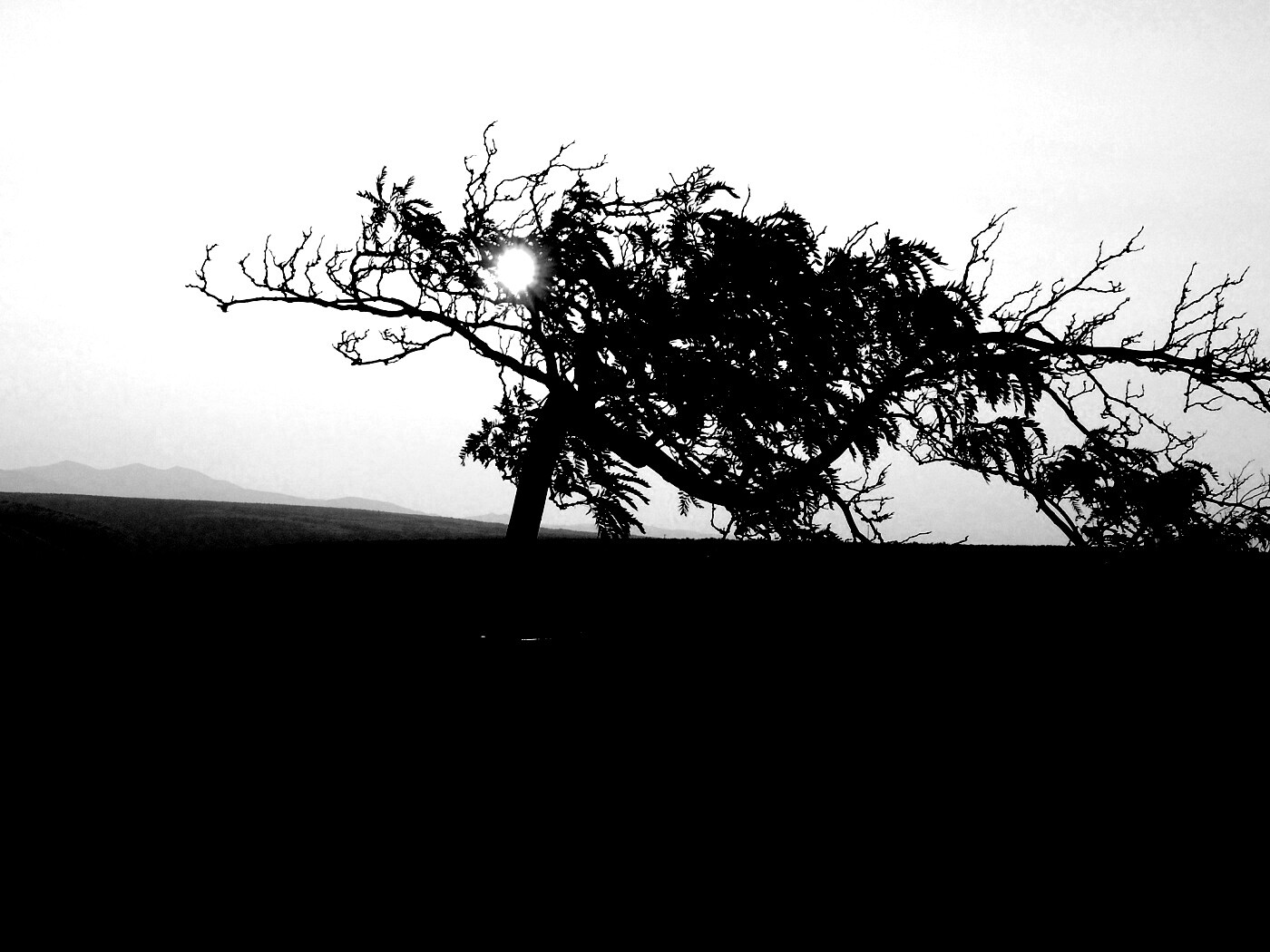 Дерево на закате обои