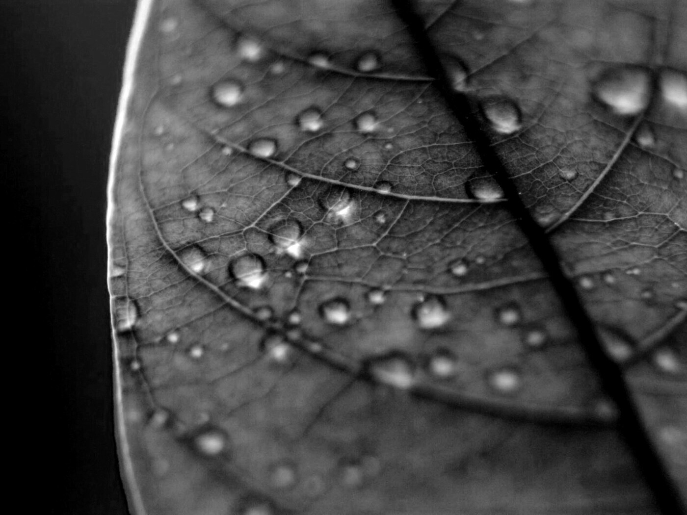 Зеленый листик в макро обои