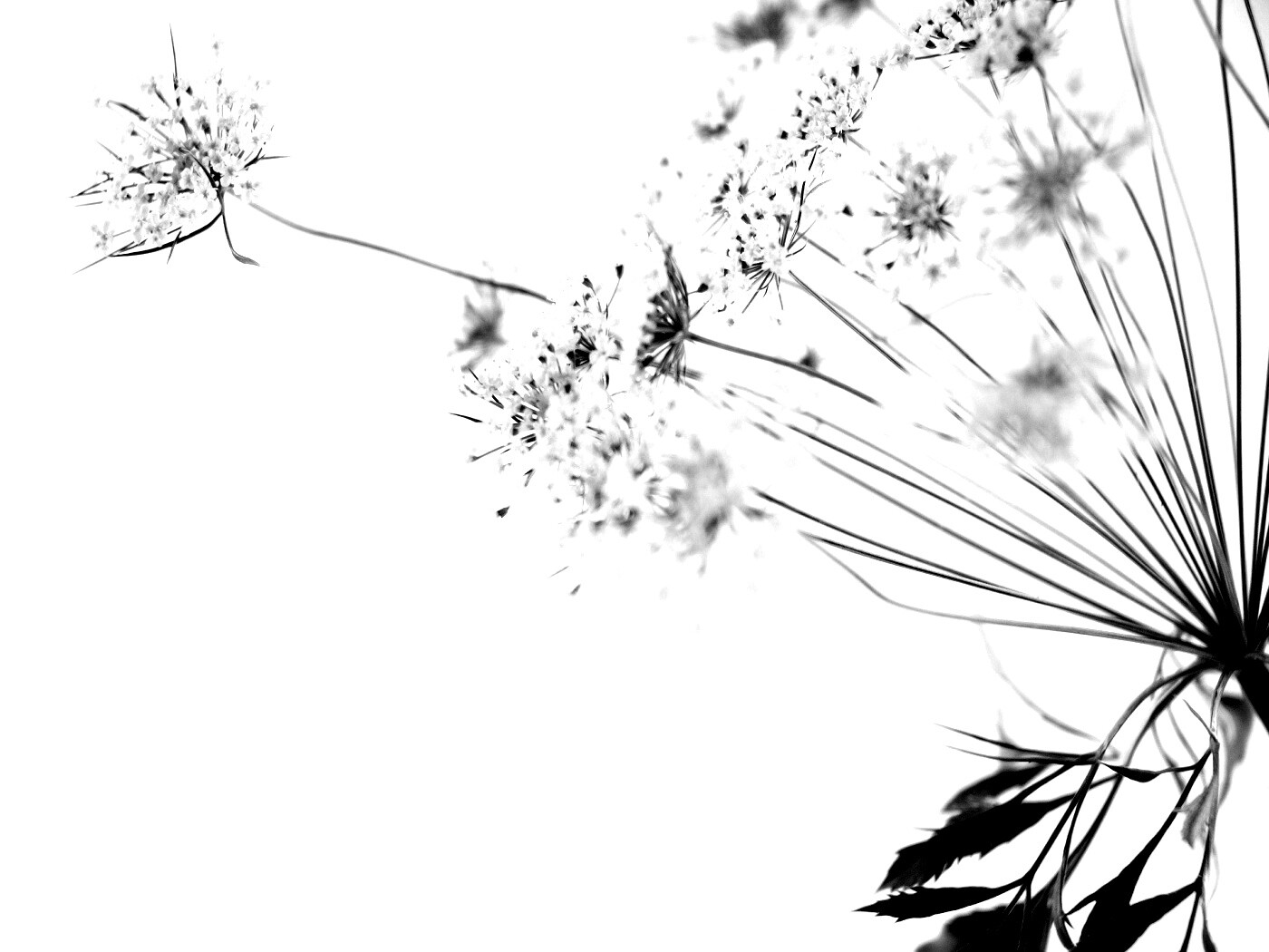 Цветы в макро обои