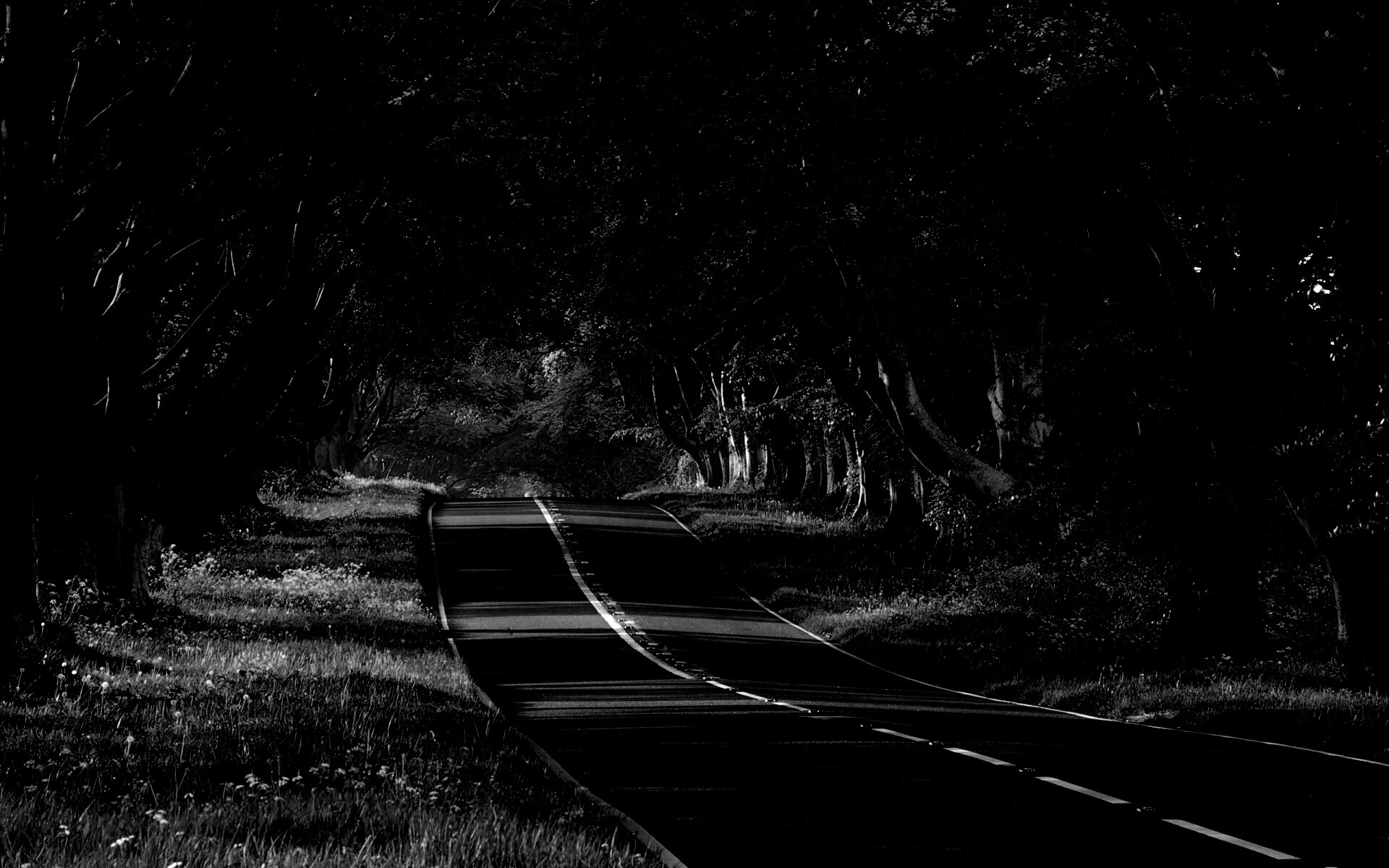 Трасса в тени деревьев обои