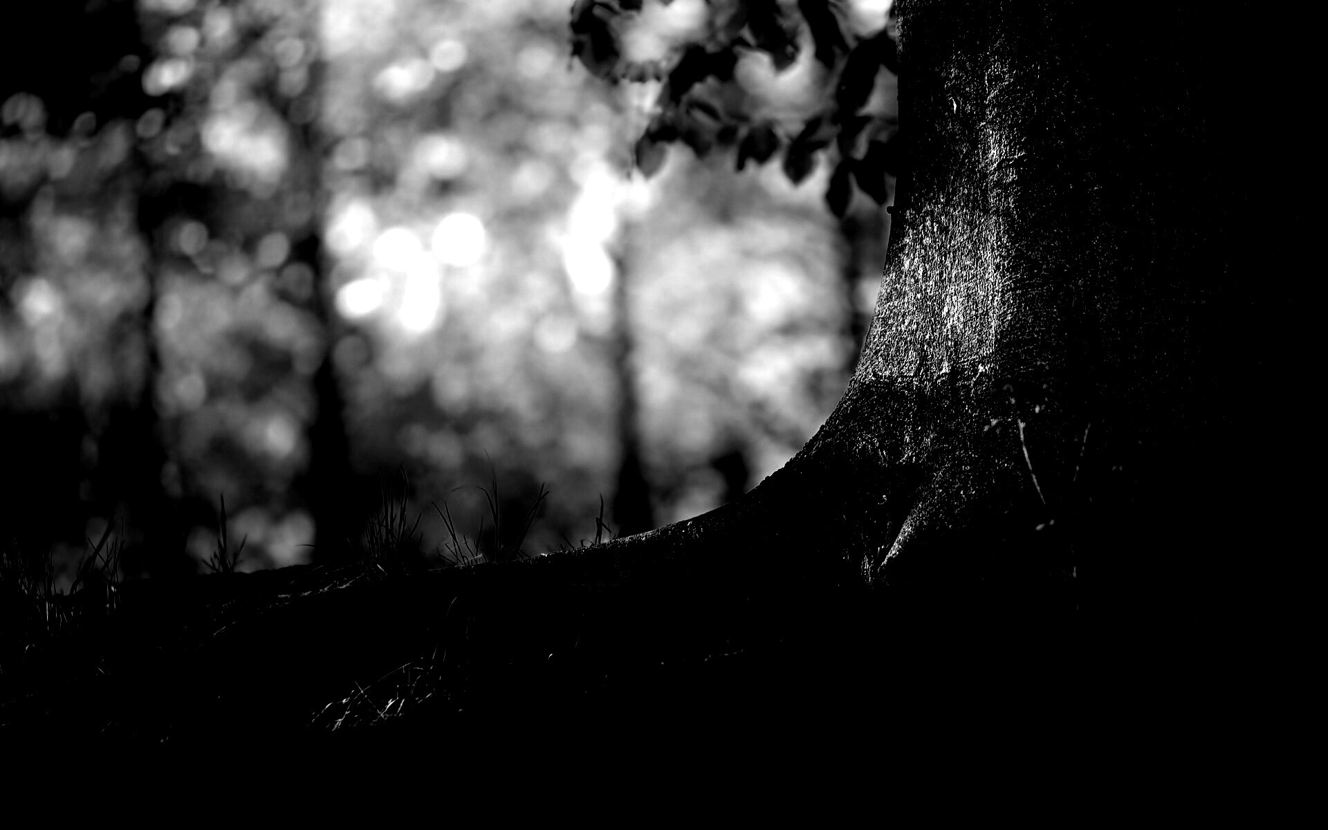 Корни дерева обои