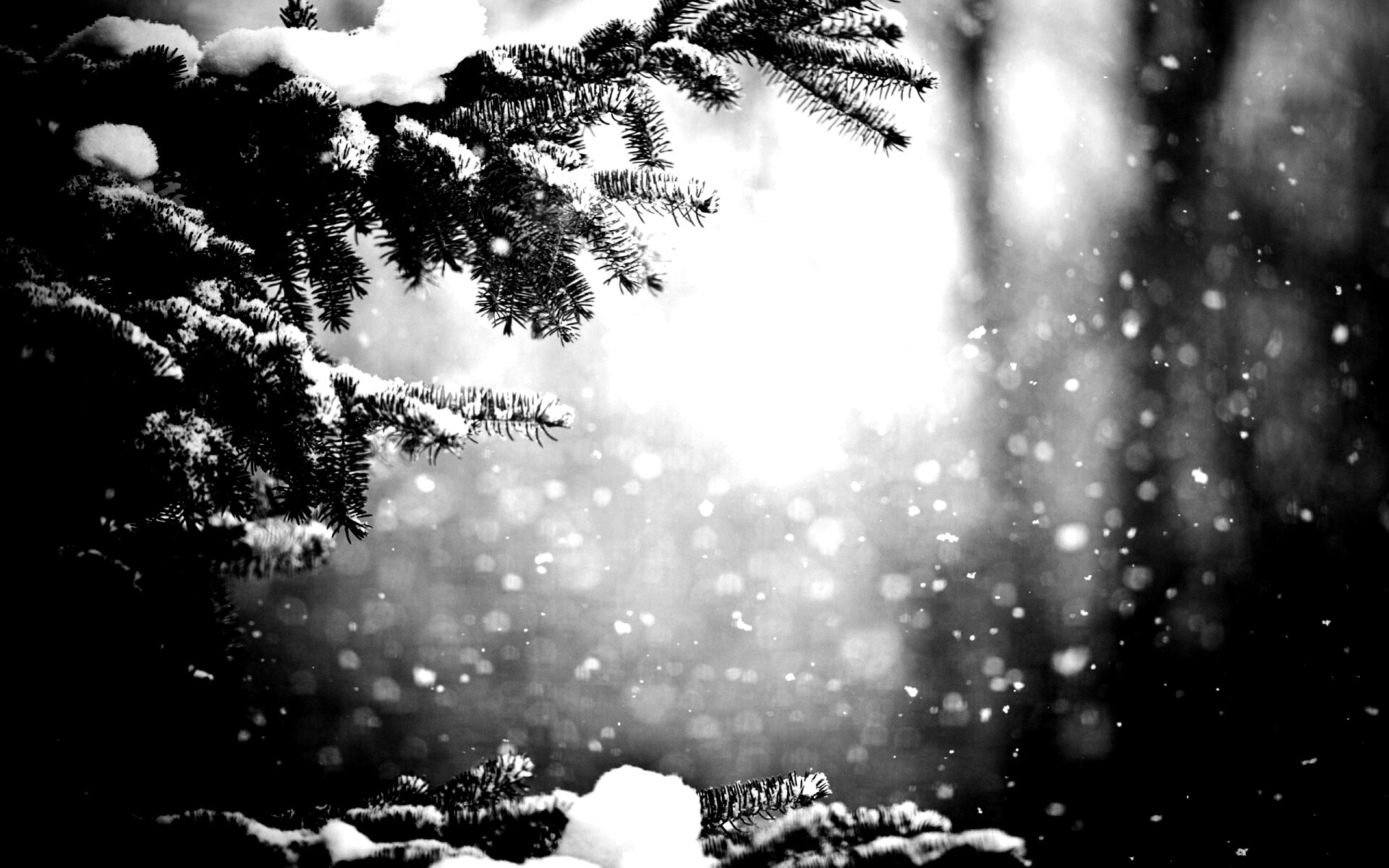 Еловые лапы в снегу обои