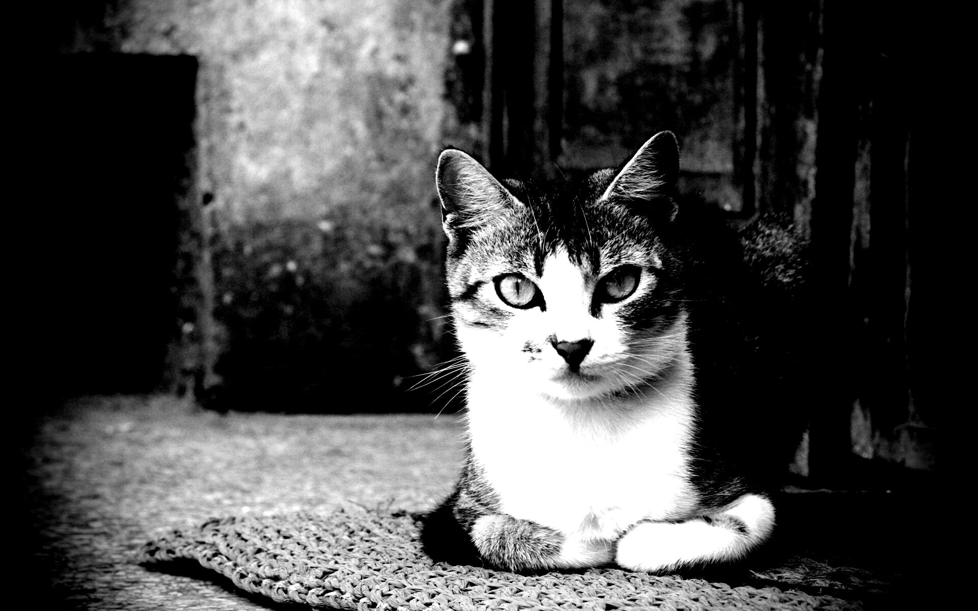 Кошечка на подстилке обои