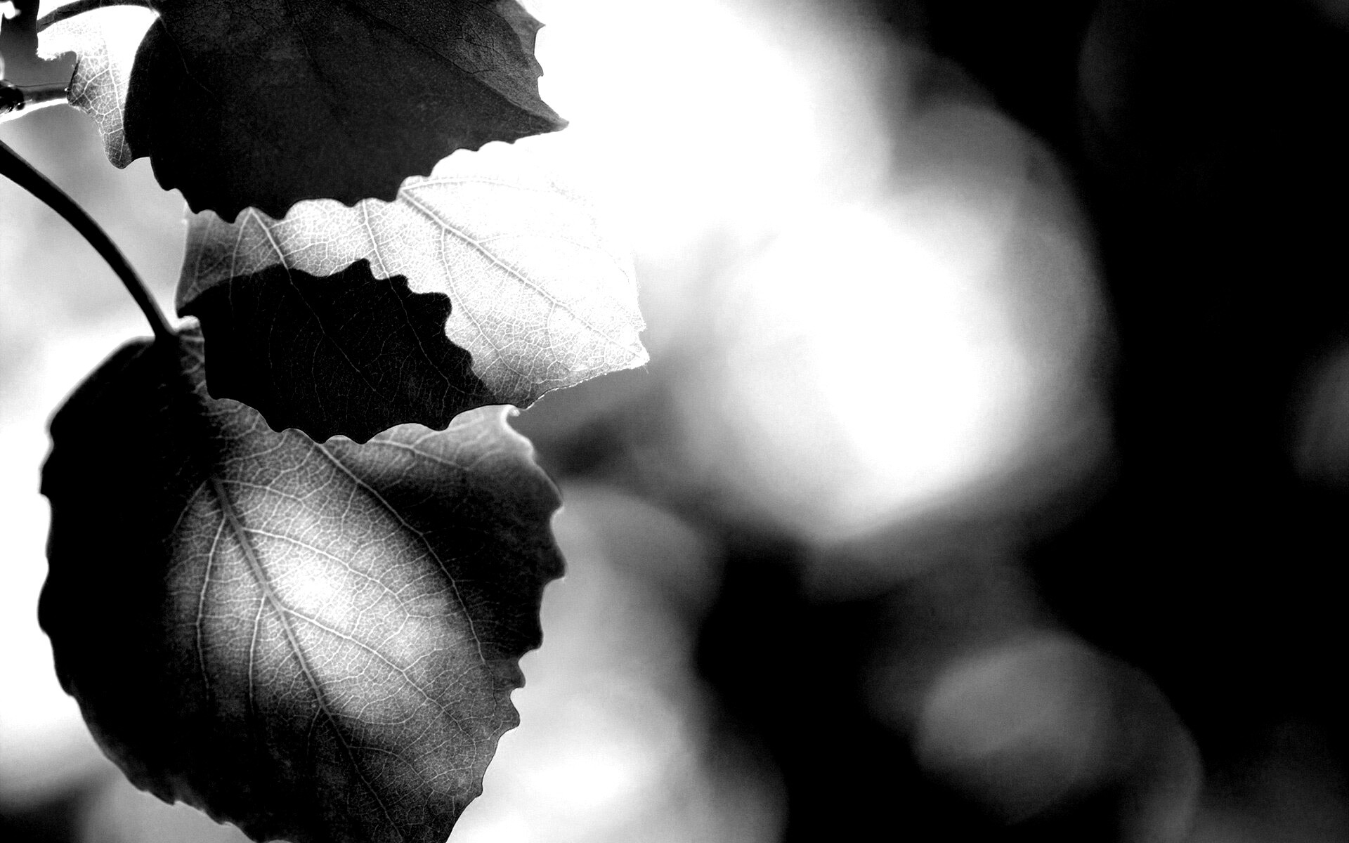 Макро фото осенней листвы обои