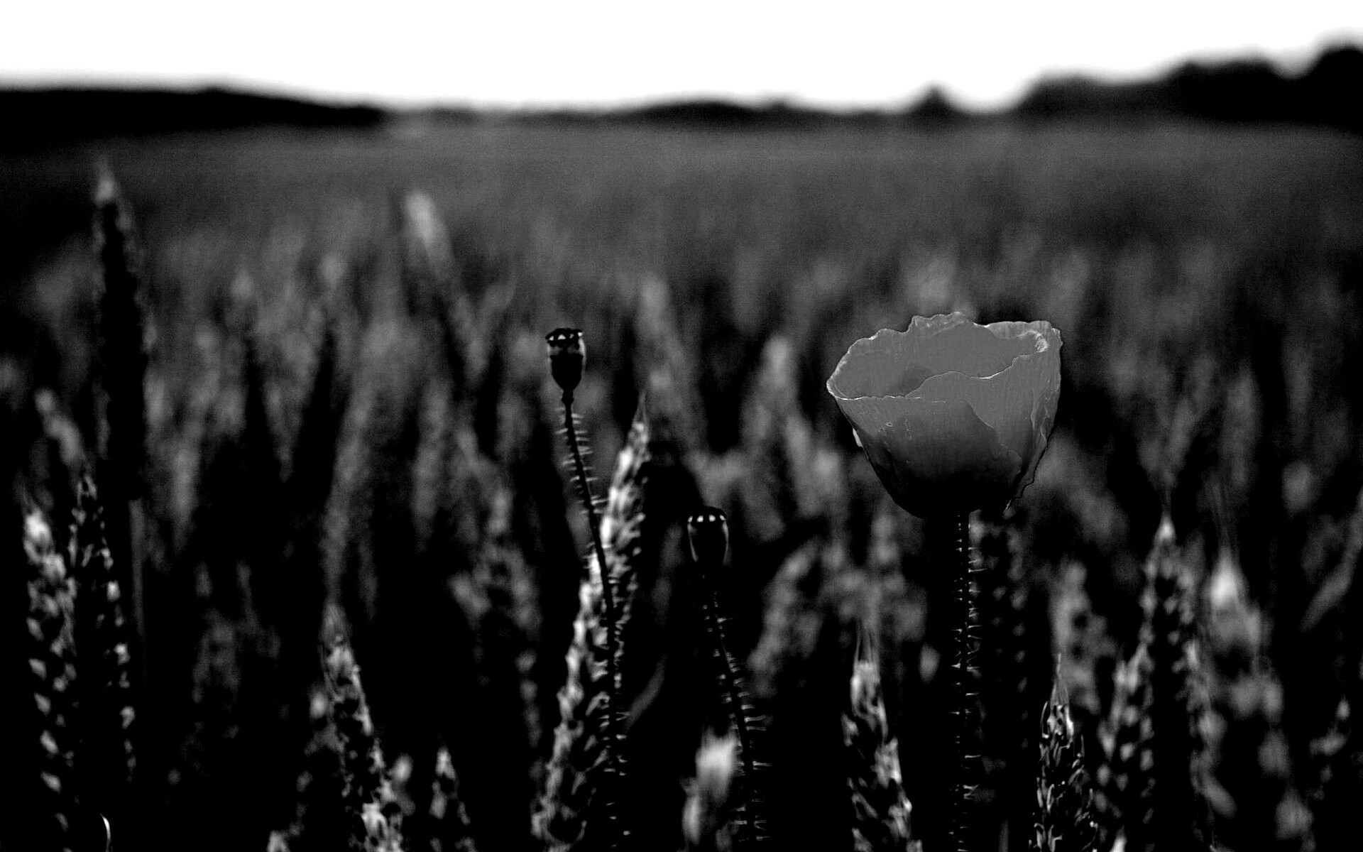 Первый распустившийся мак обои