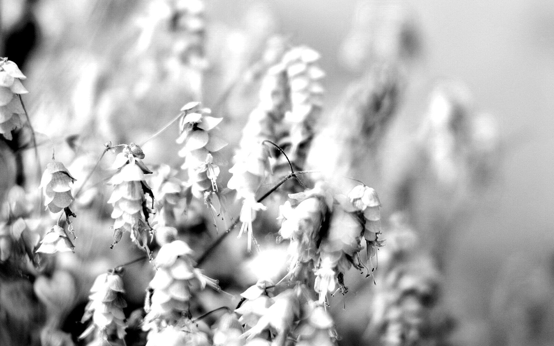 Висящие цветочки обои