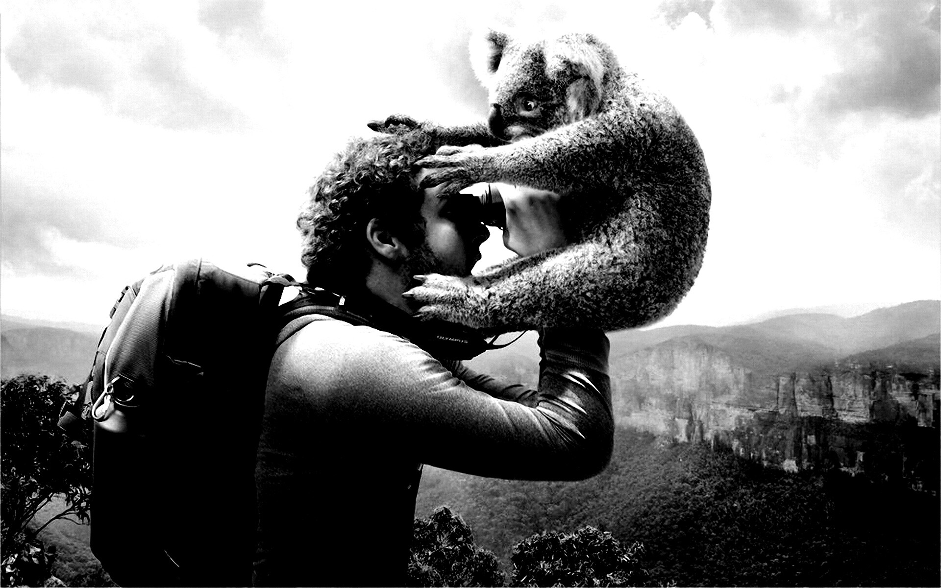 Коала ближе чем кажется обои