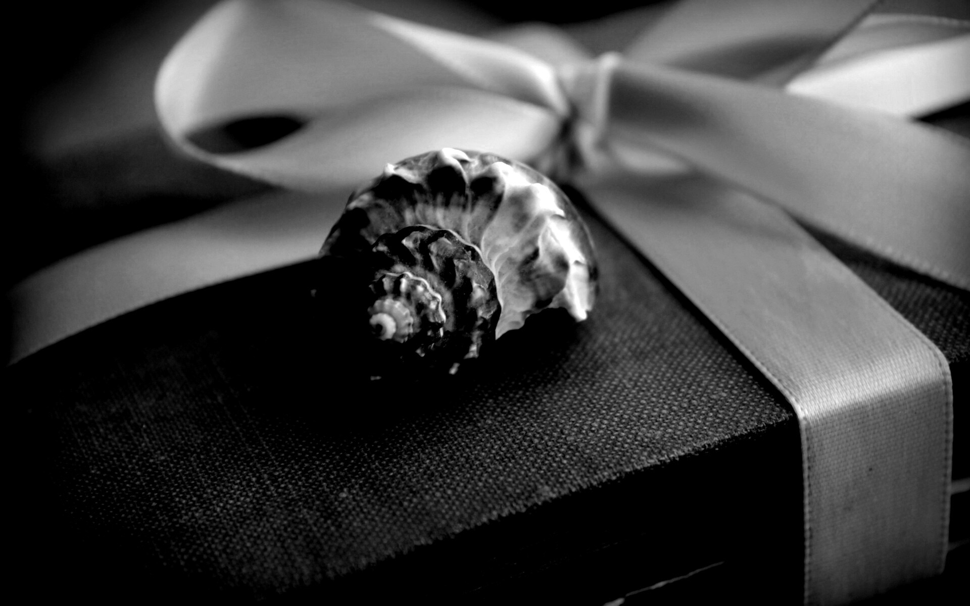 Ракушка на подарочном альбоме обои