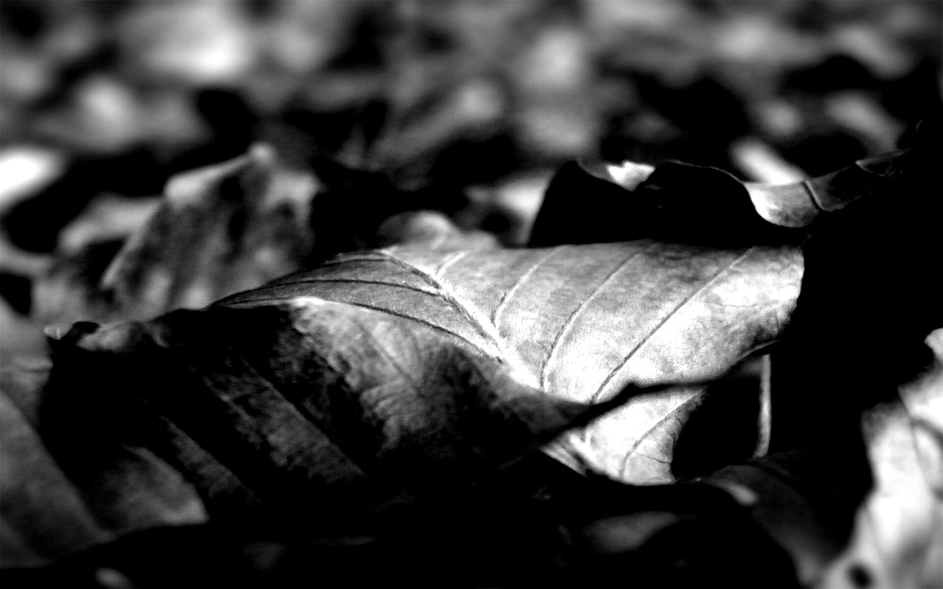 Мертвые листья обои