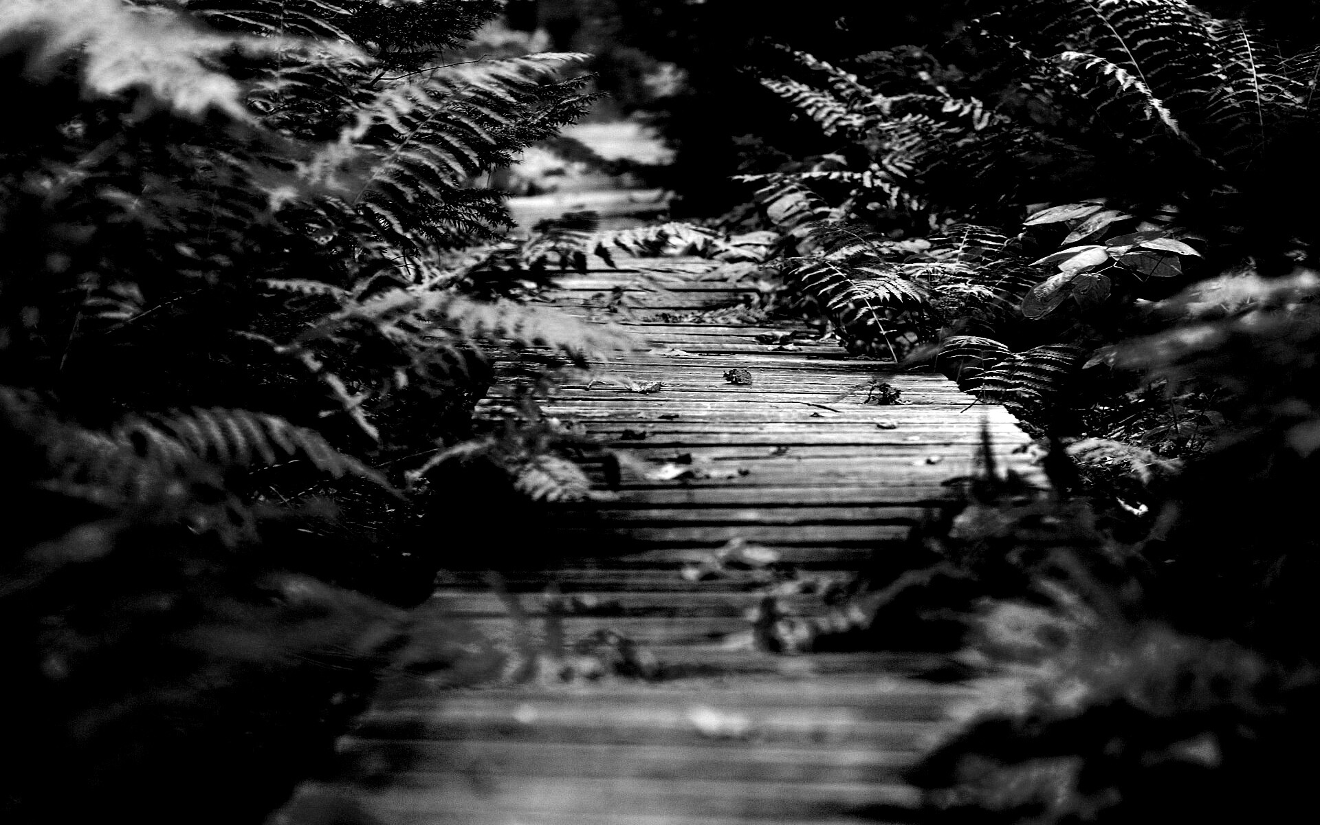 Деревянная дорожка обои