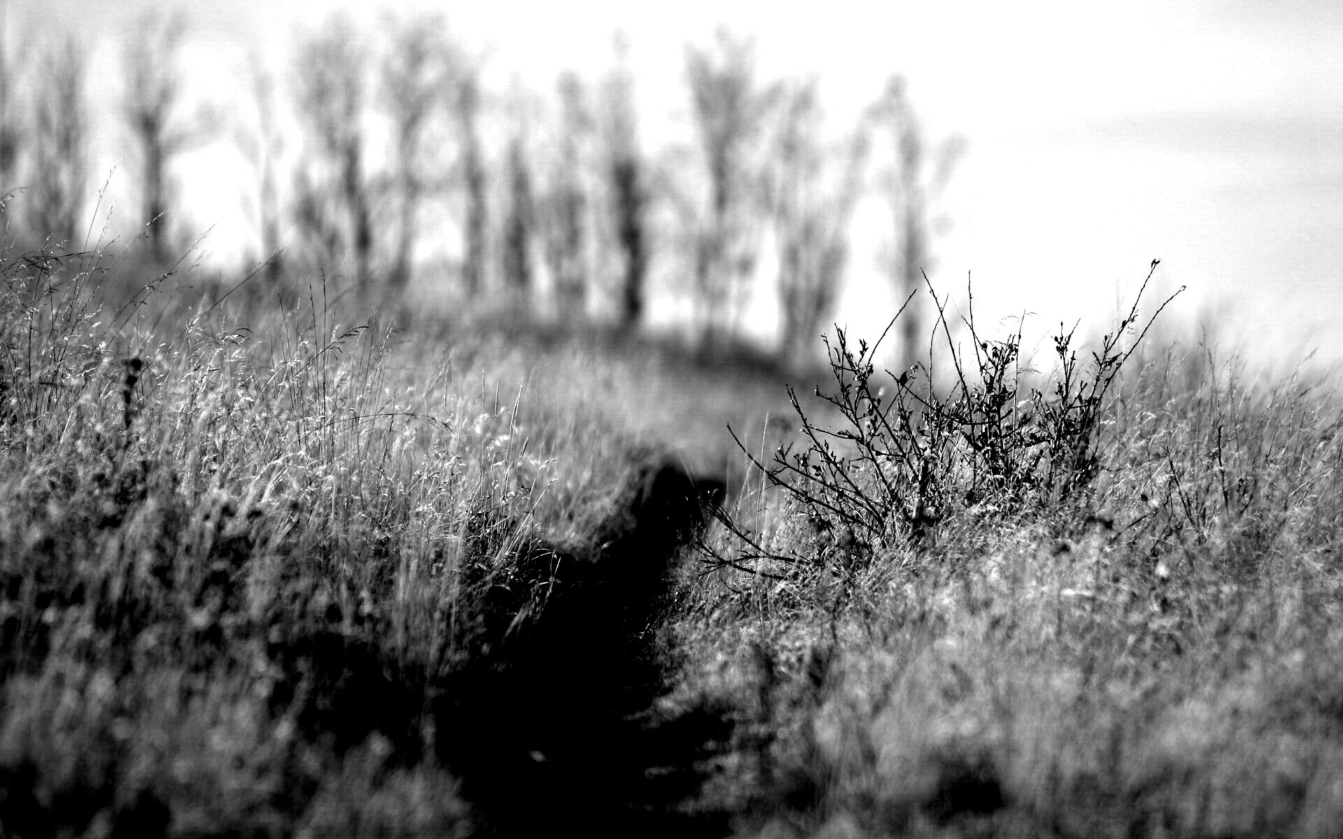 Тропинка в поле обои