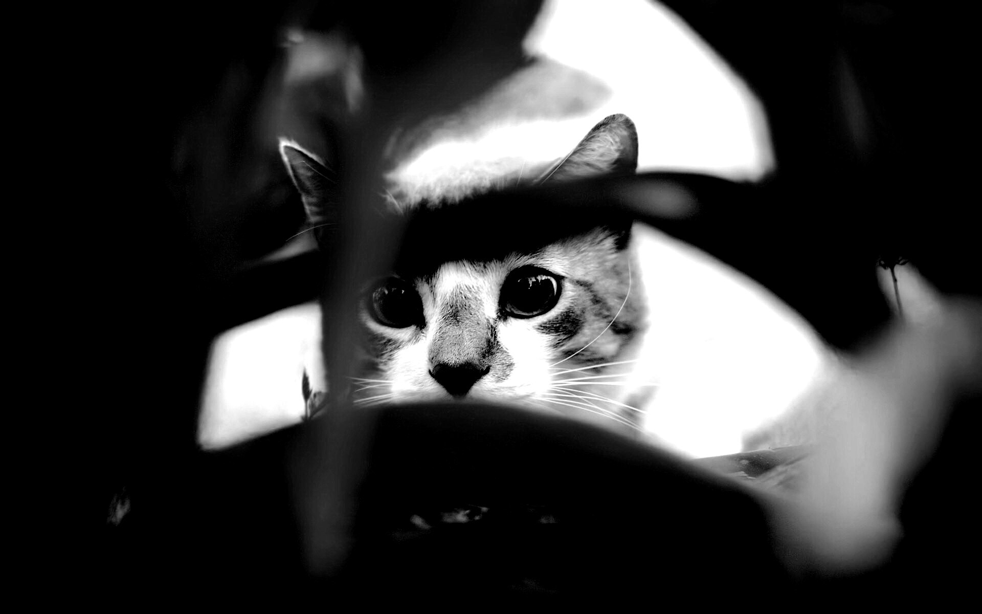 Кот в засаде обои