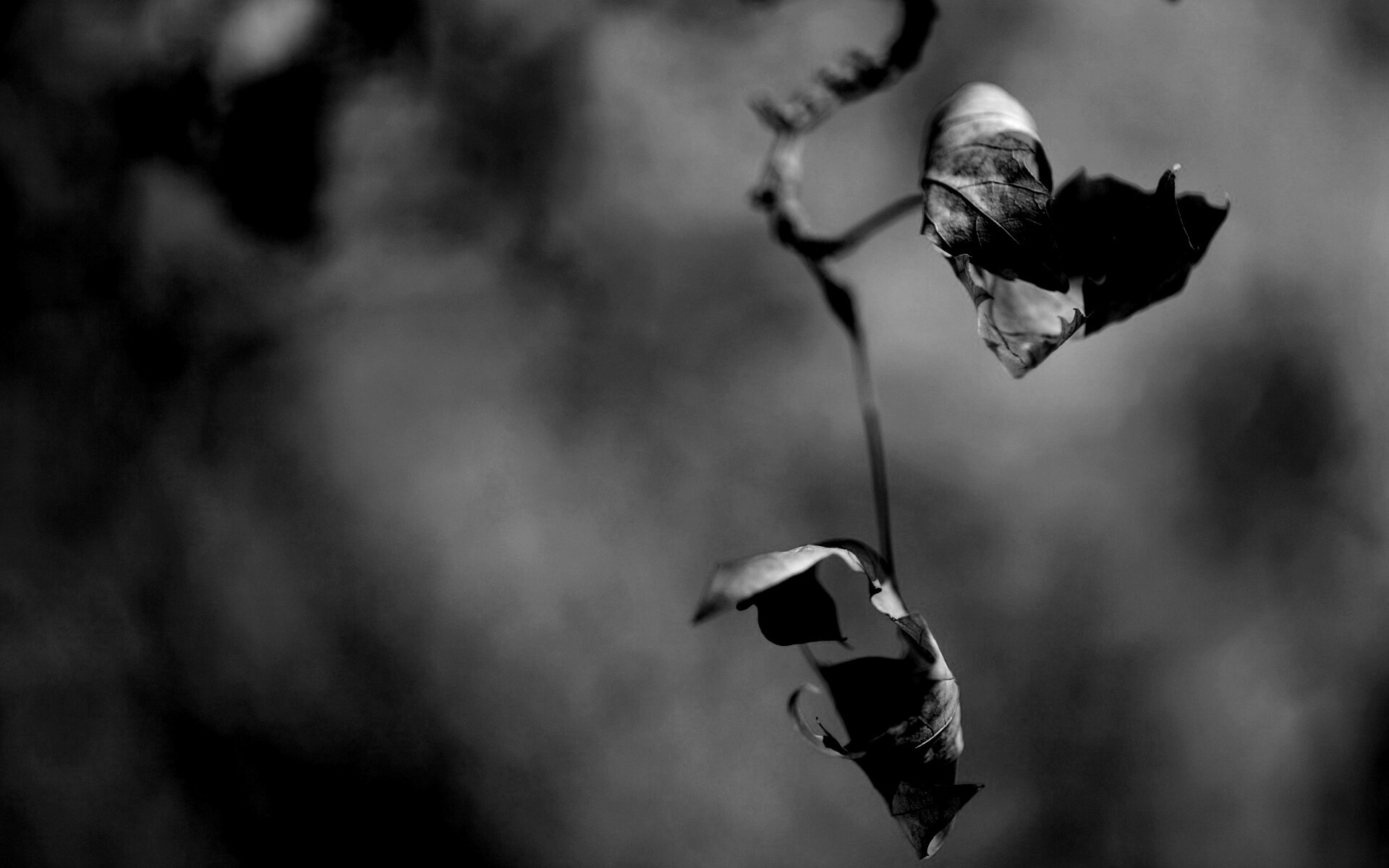 Увядшие листья обои