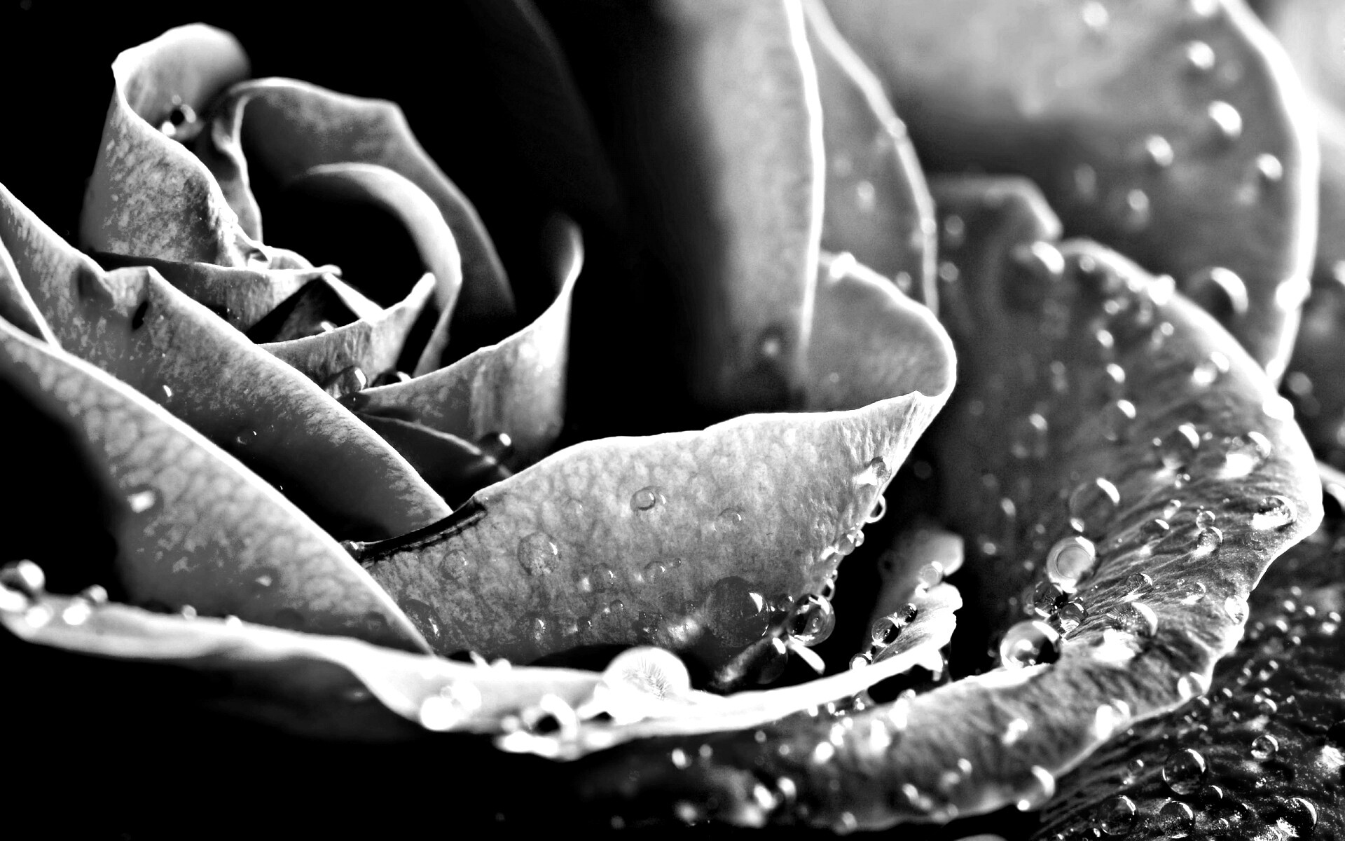 Капли на бутоне розы обои