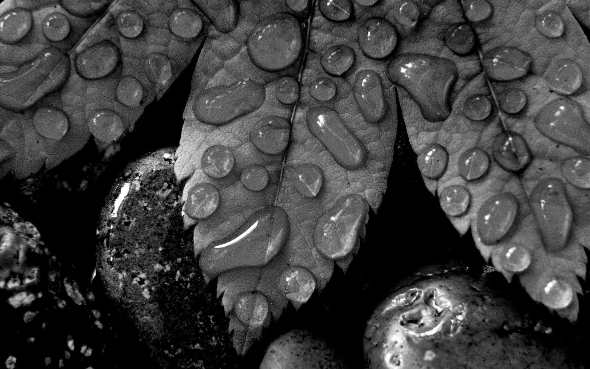 Мокрые листья на камнях обои