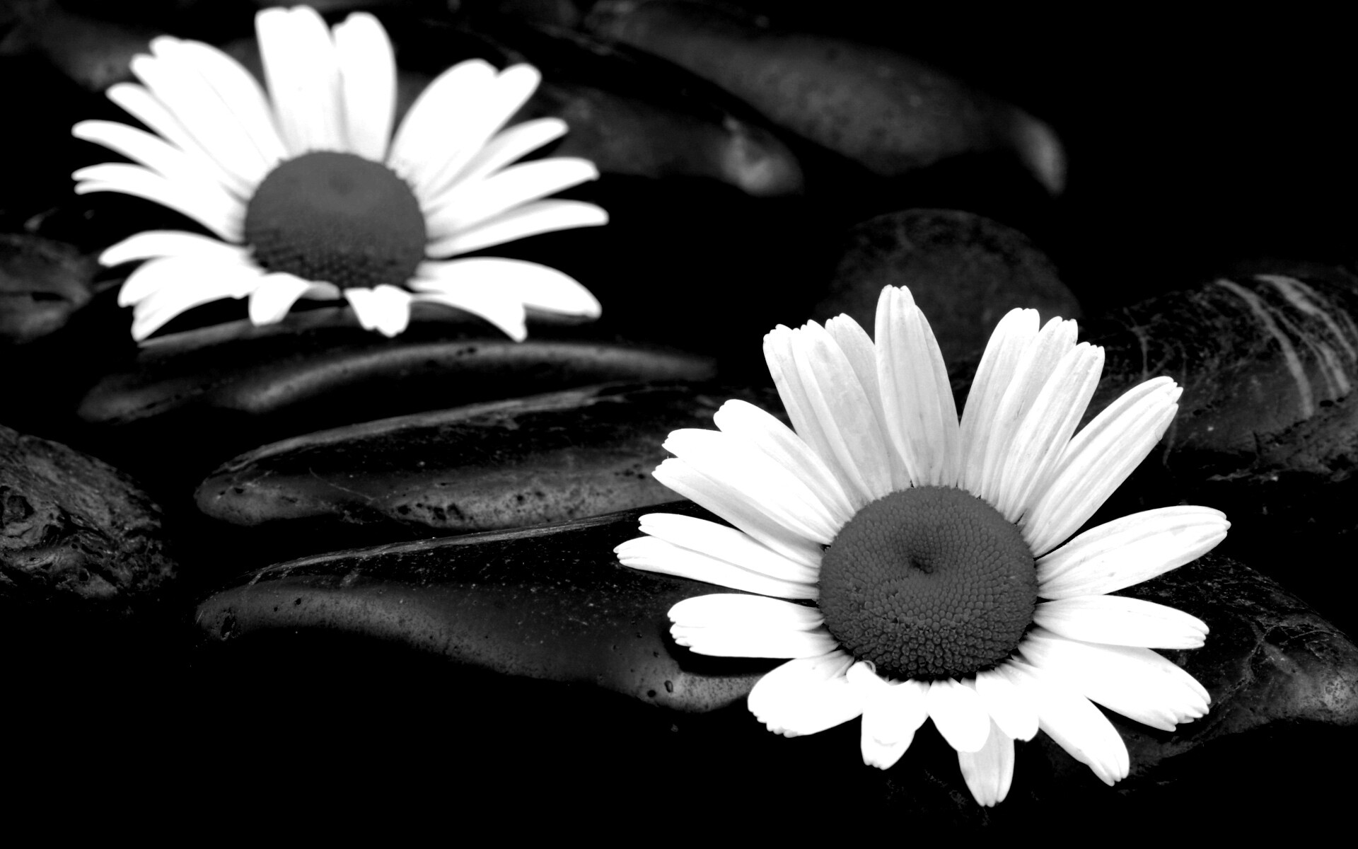 Ромашка среди гальки обои