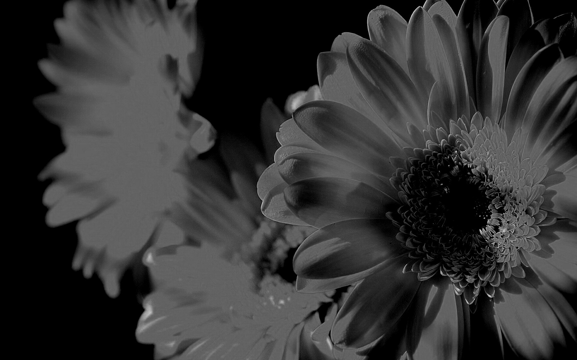 Желтый гербер обои