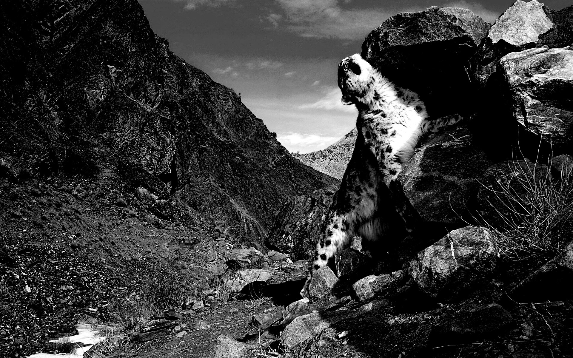 Барс чешется о камни обои