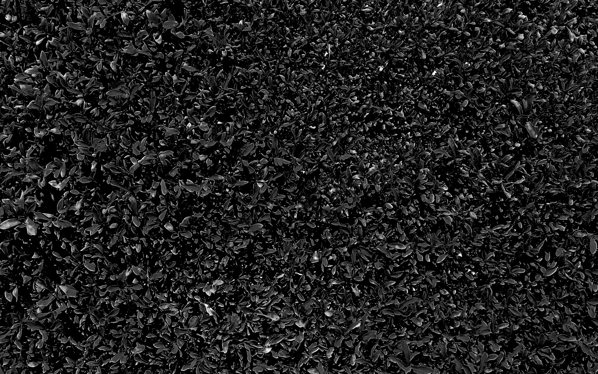 Чайные листья обои