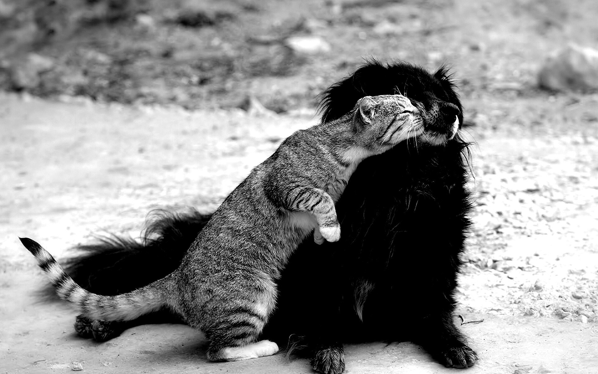 Поцелуй кошки и собаки обои