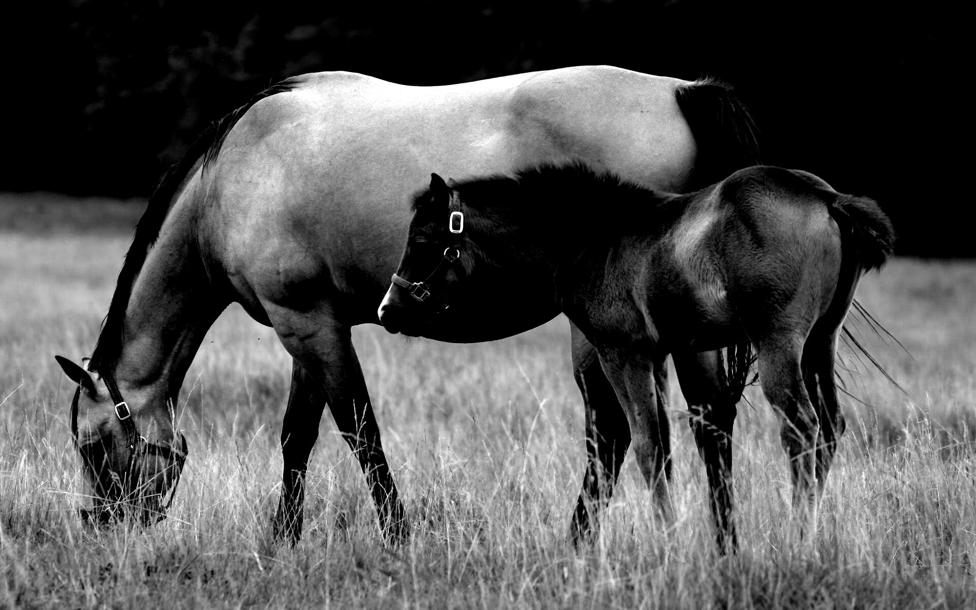 Жеребенок и беременная кобыла обои