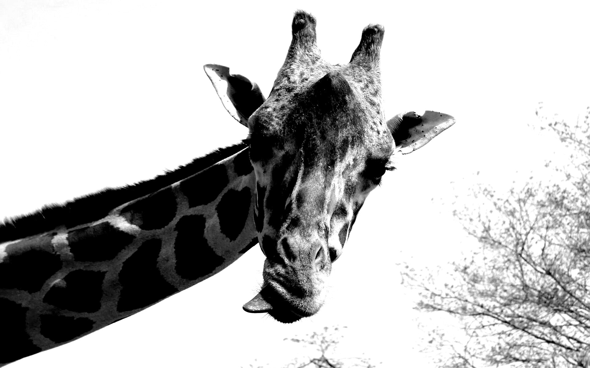 Жираф показывает язык обои