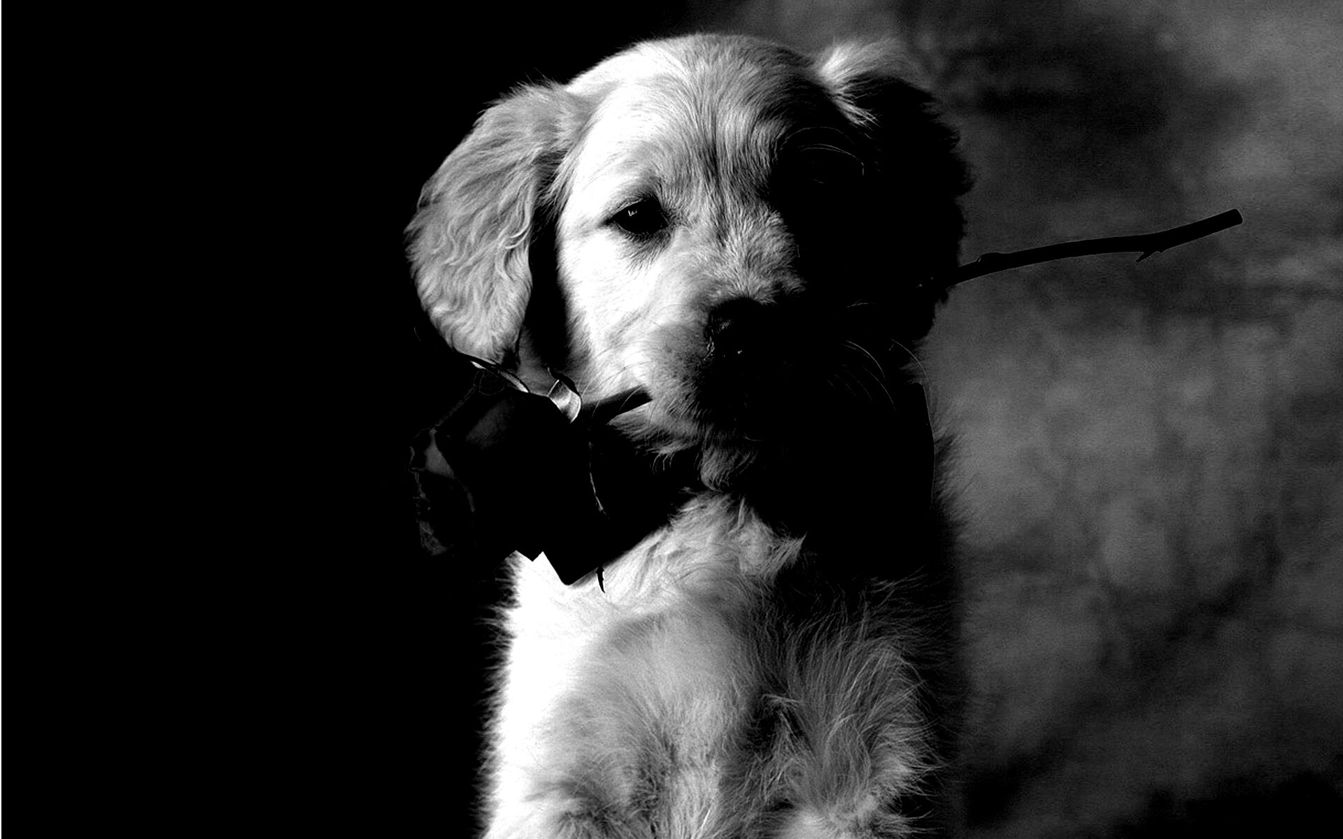 Щенок с розой в зубах обои