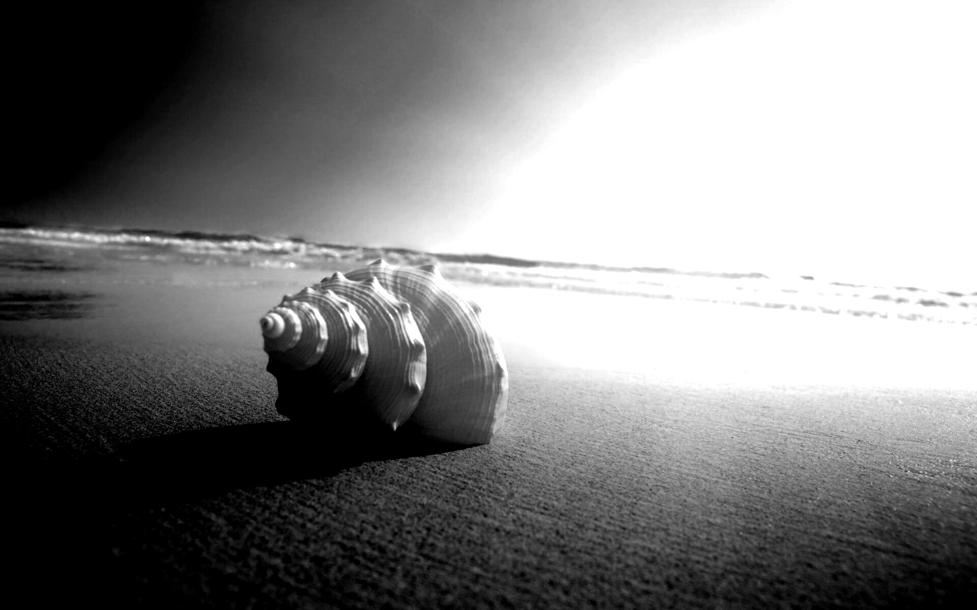 Золотистая ракушка обои