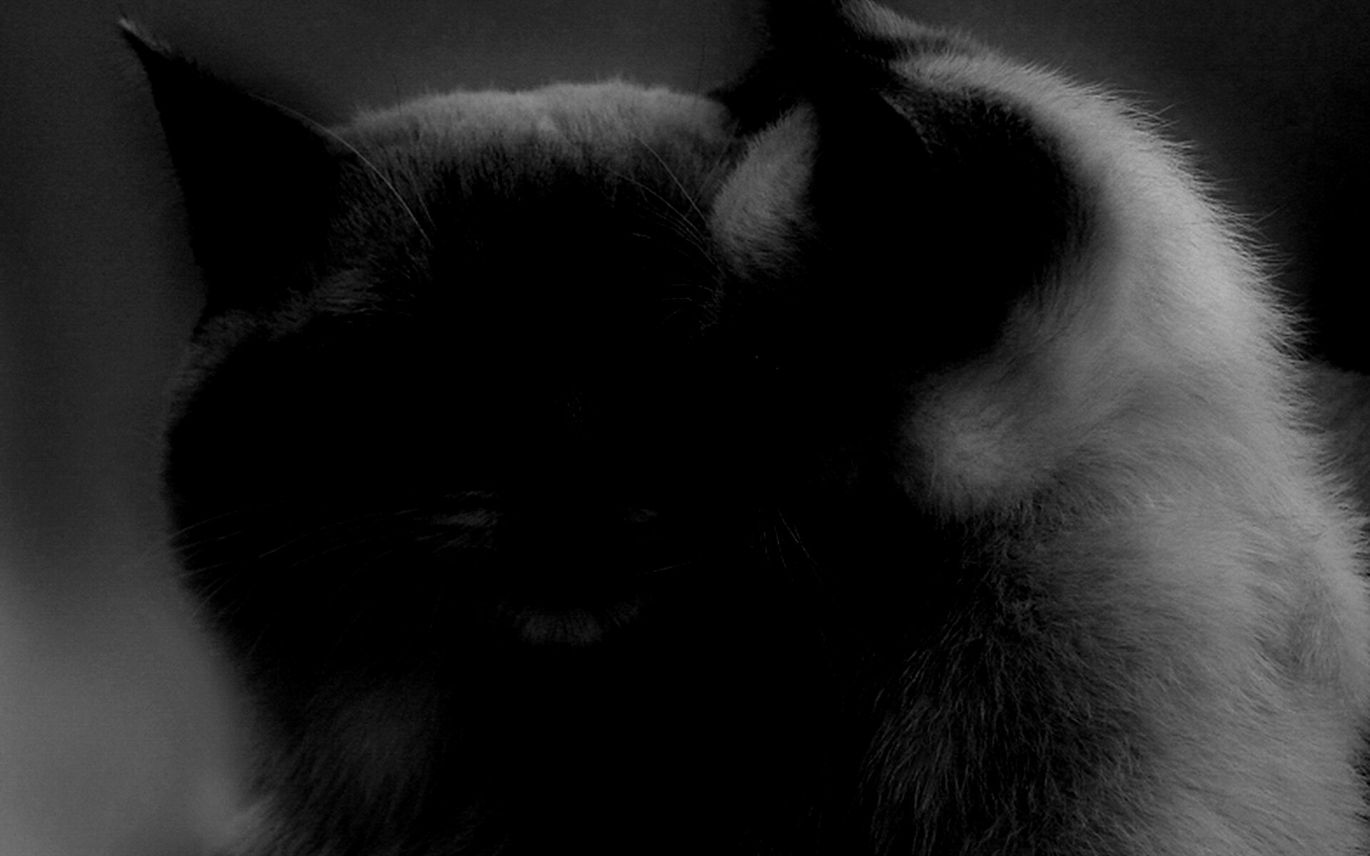 Кошка с котенком обои