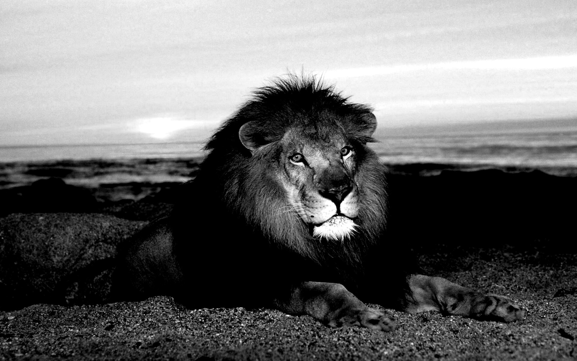 Лев на берегу океана обои