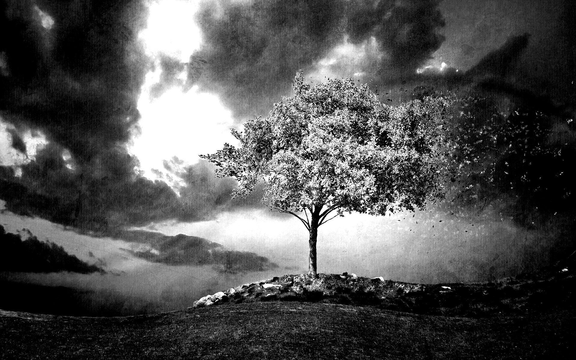 Одинокое цветущее дерево обои