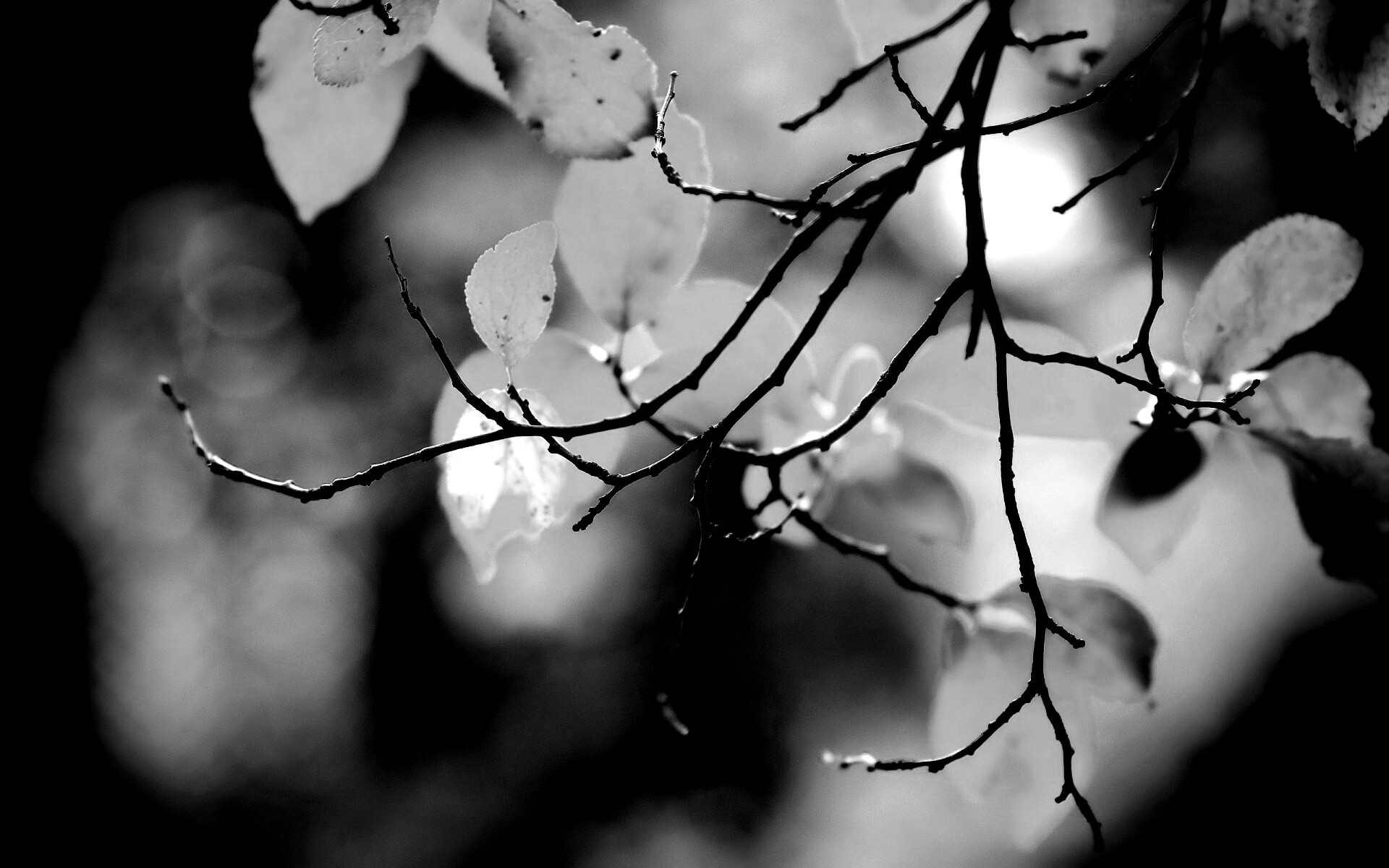 Осенние ветки без листьев обои