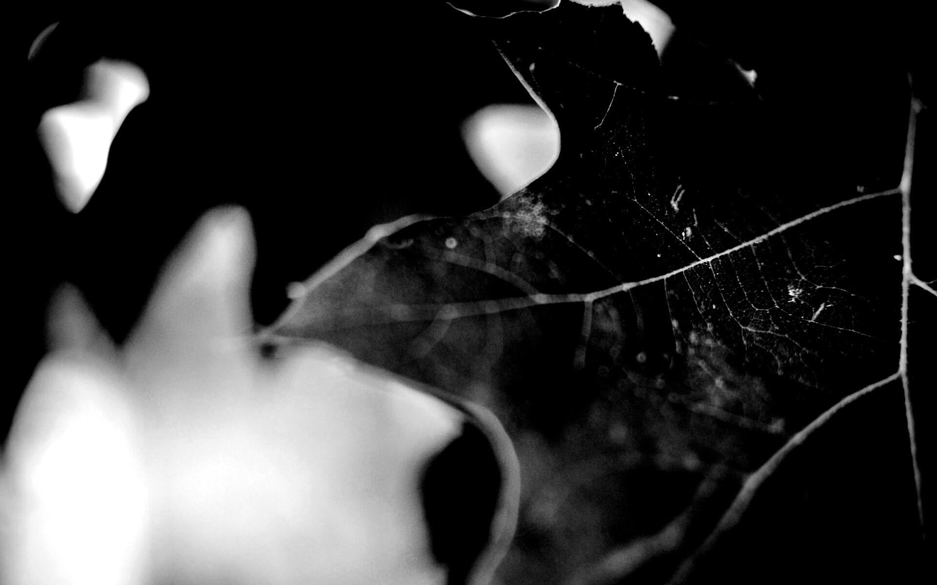 Темно-зеленый лист в макро обои