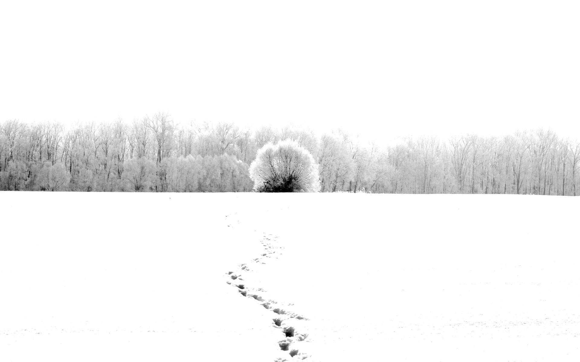 Следы на снегу обои
