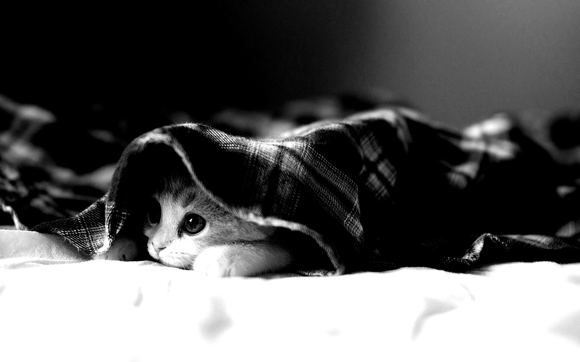 Котенок под одеялом обои