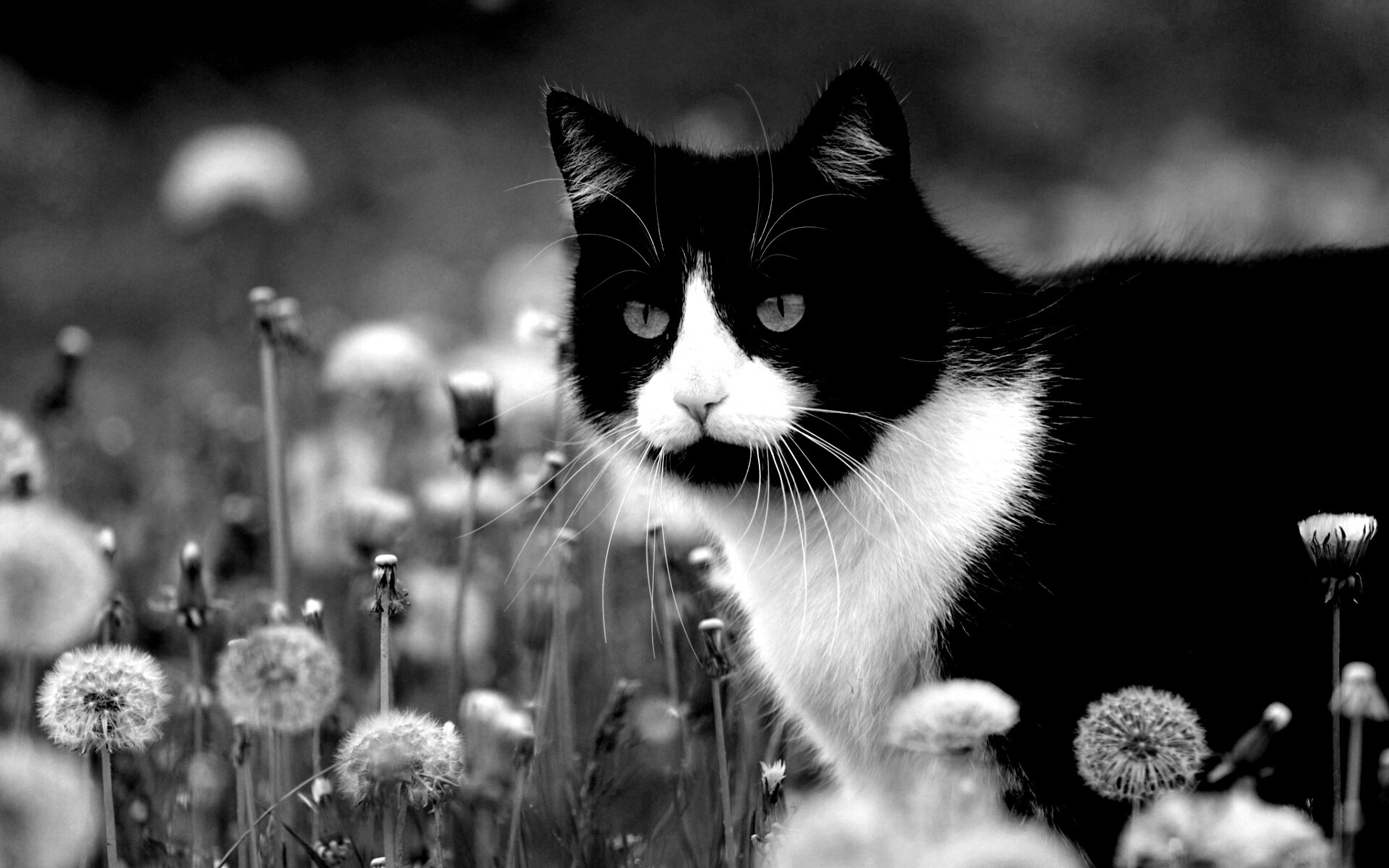 Кот в одуванчиках обои