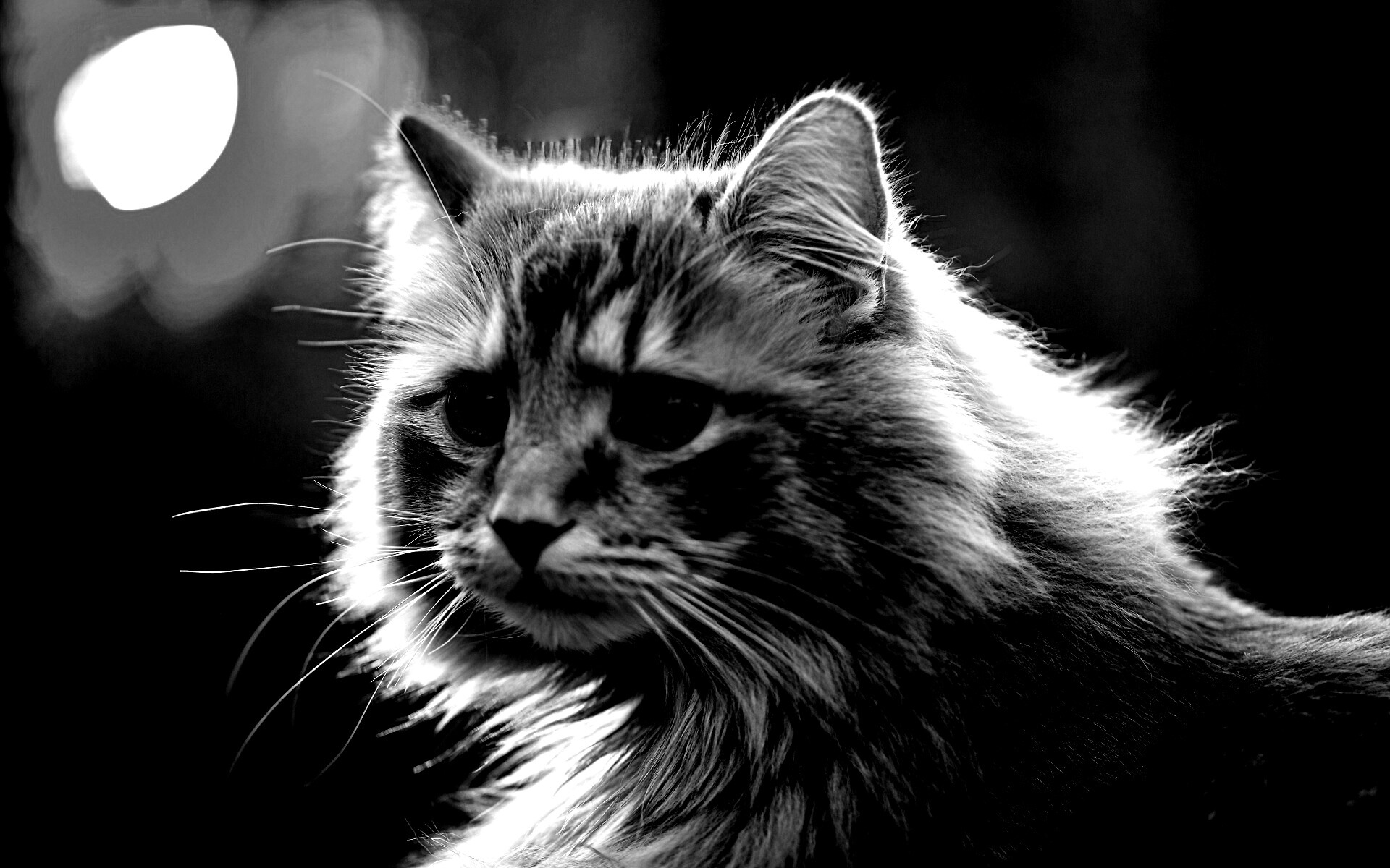 Рыжий кот в лучах солнца обои