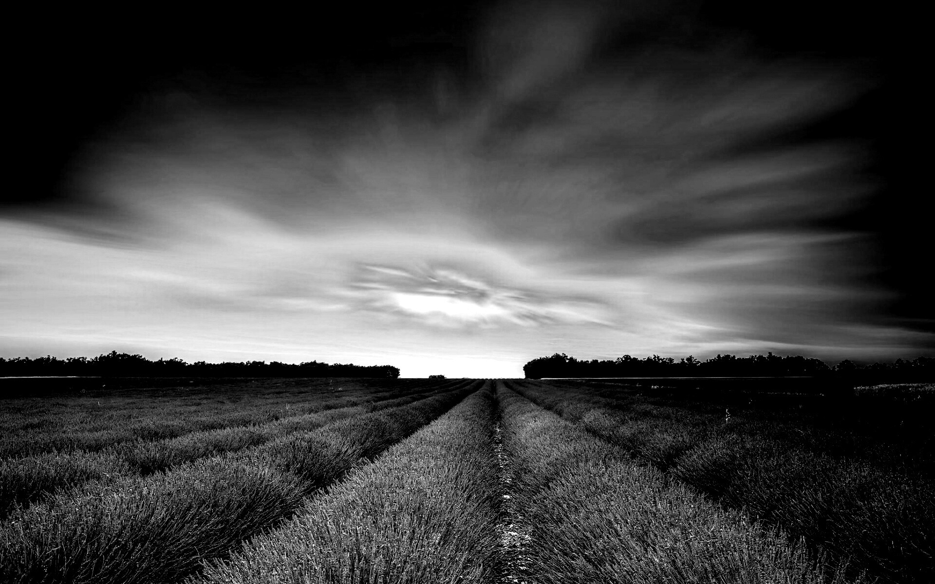 Поле фиолетовых цветов на закате обои