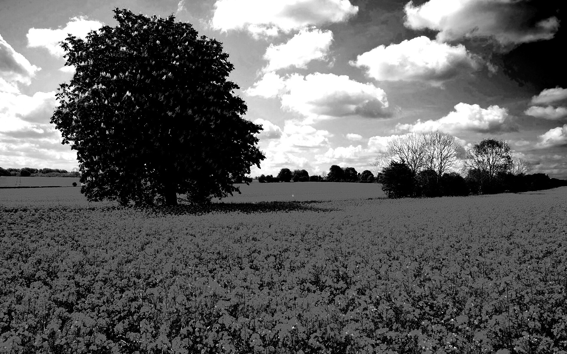 Каштан на цветочном поле обои