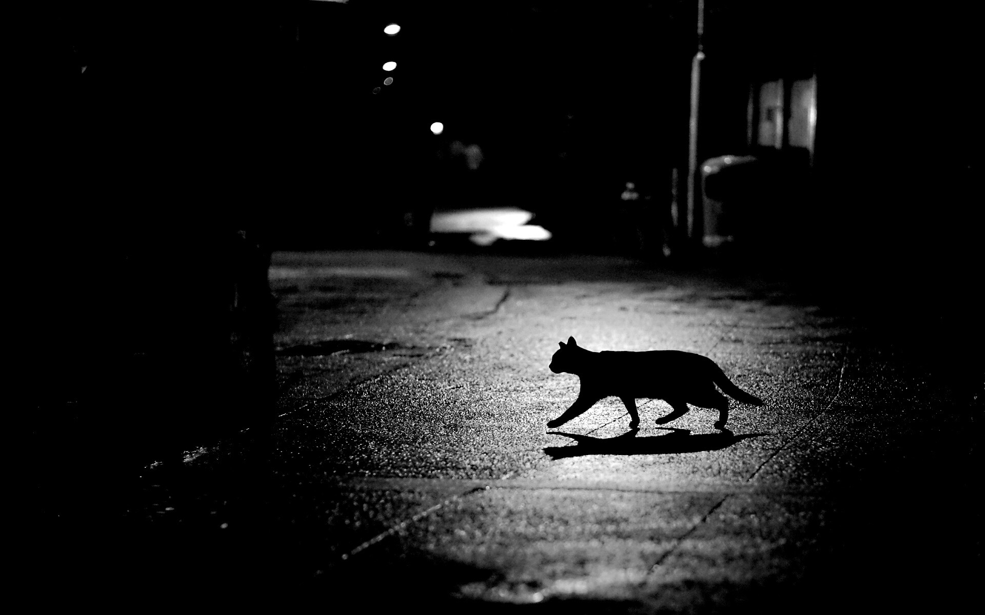 Кошка на ночной улице обои