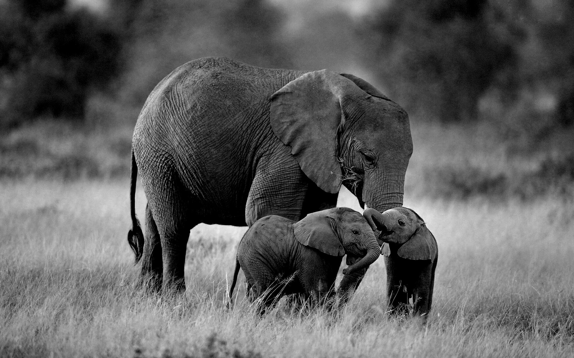 Слоны в национальном парке обои