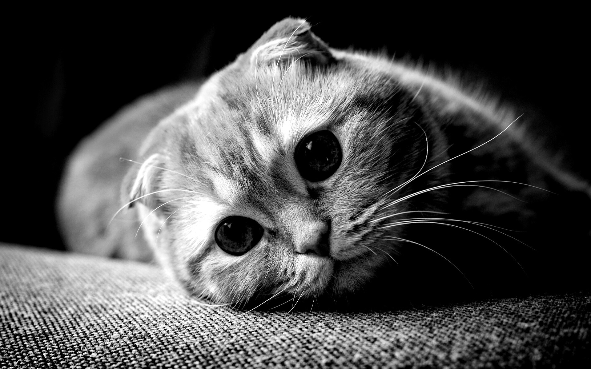 Скоттиш фолд рыжий обои