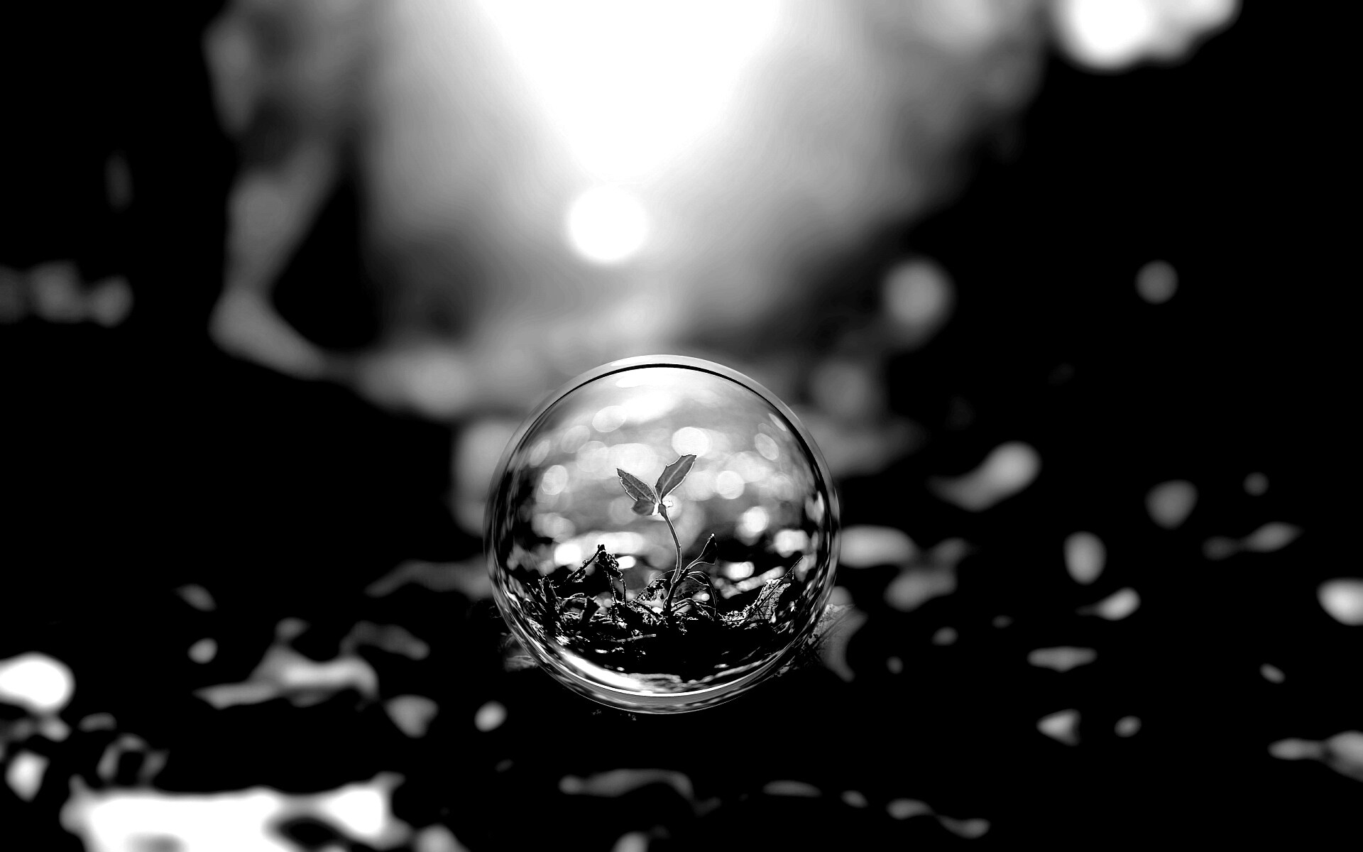 Росток в пузыре обои