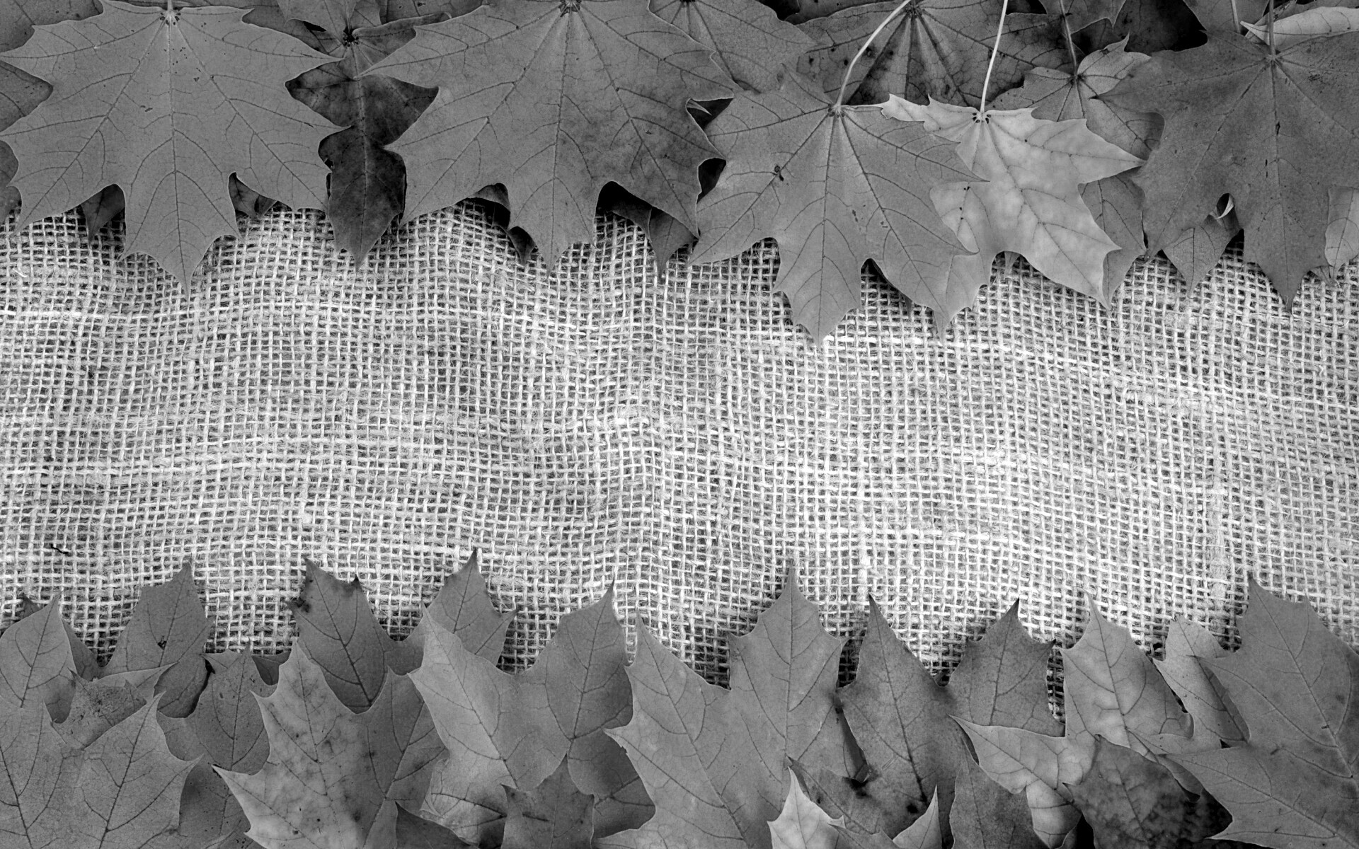 Желтые кленовые листья на холсте обои