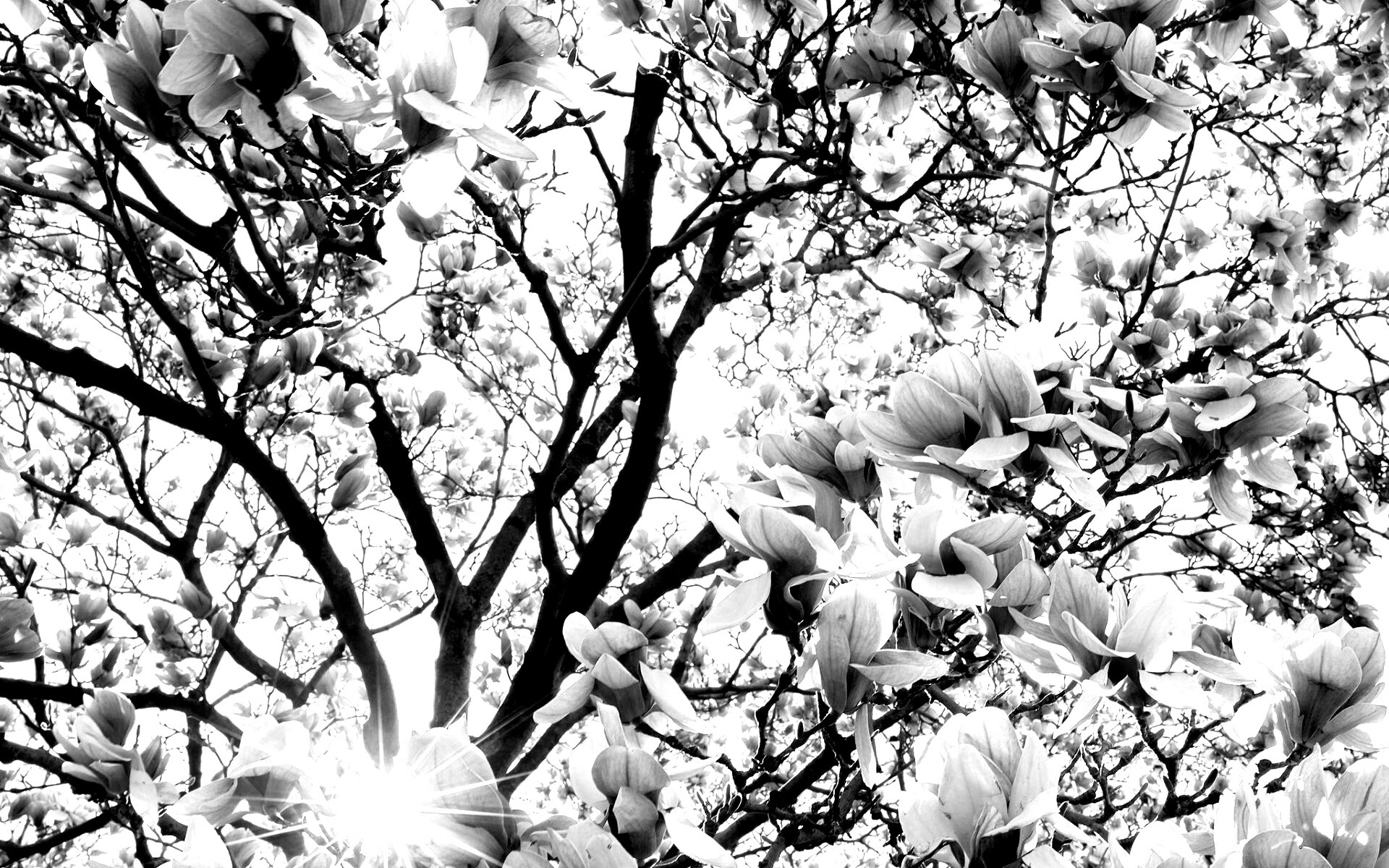 Магнолия обои