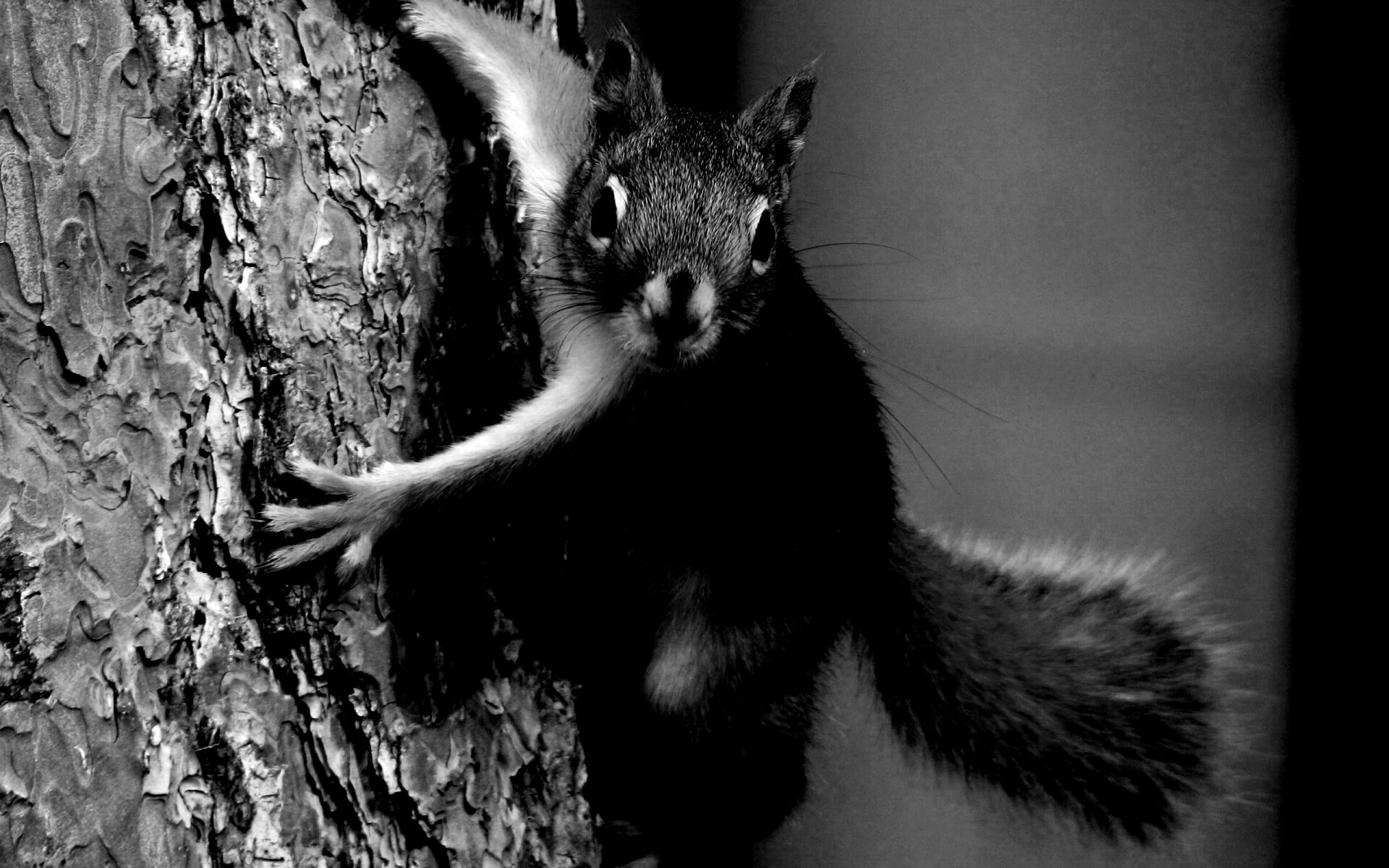 Белка на дереве обои