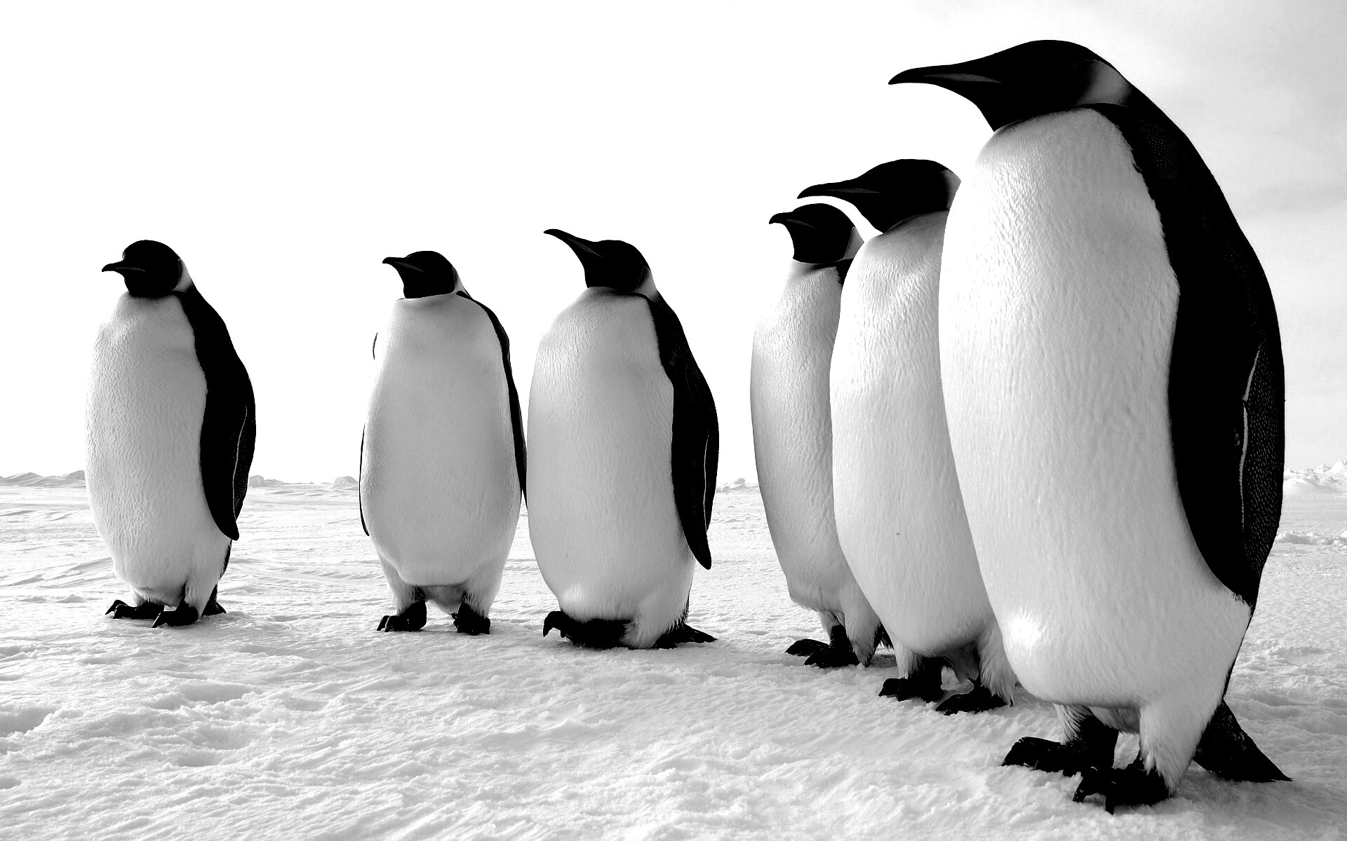 Слет пингвинов обои